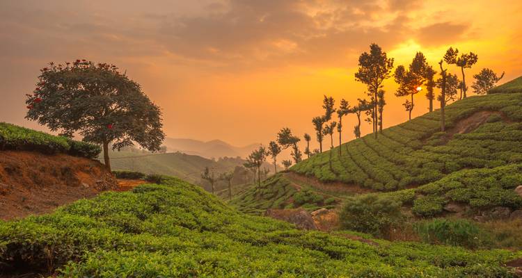 golden sunrise lighting lush green tea plantations and silhouetted trees in rolling hills