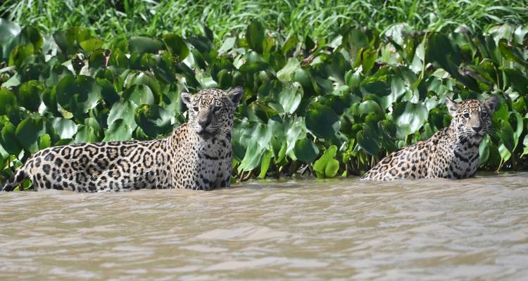 Dos jaguares de pie en el agua turbia del río hasta el pecho con exuberantes jacintos verdes detrás de ellos.