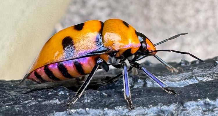 Macro shot of a vivid orange and purple beetle with black spots perched on textured bark.