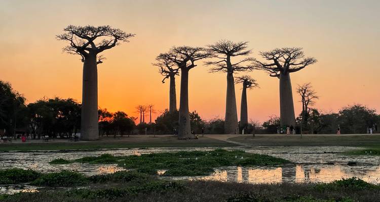 Les silhouettes de majestueux baobabs se dressant contre un coucher de soleil d'un orange éclatant se reflétant dans une zone humide.