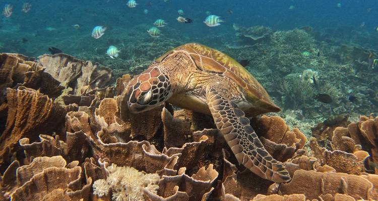 Imagen submarina de una tortuga marina deslizándose sobre un arrecife de coral floreciente lleno de peces rayados en aguas azul cristalino.