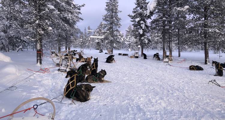 Sledehonden rusten in de sneeuw in een bosgebied.