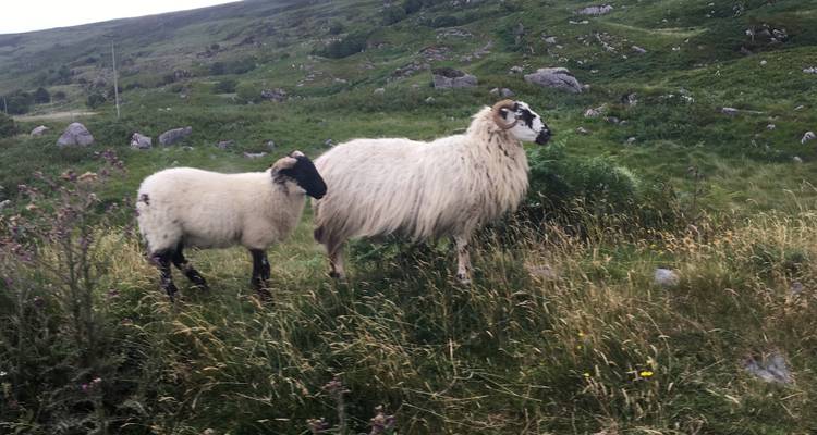 The Celtic Voyage - All Inclusive - Small Group Tour of Ireland - Wild N' Happy