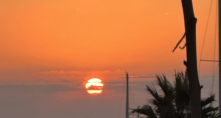 Beautiful sunset over the ocean, silhouetting palm trees.