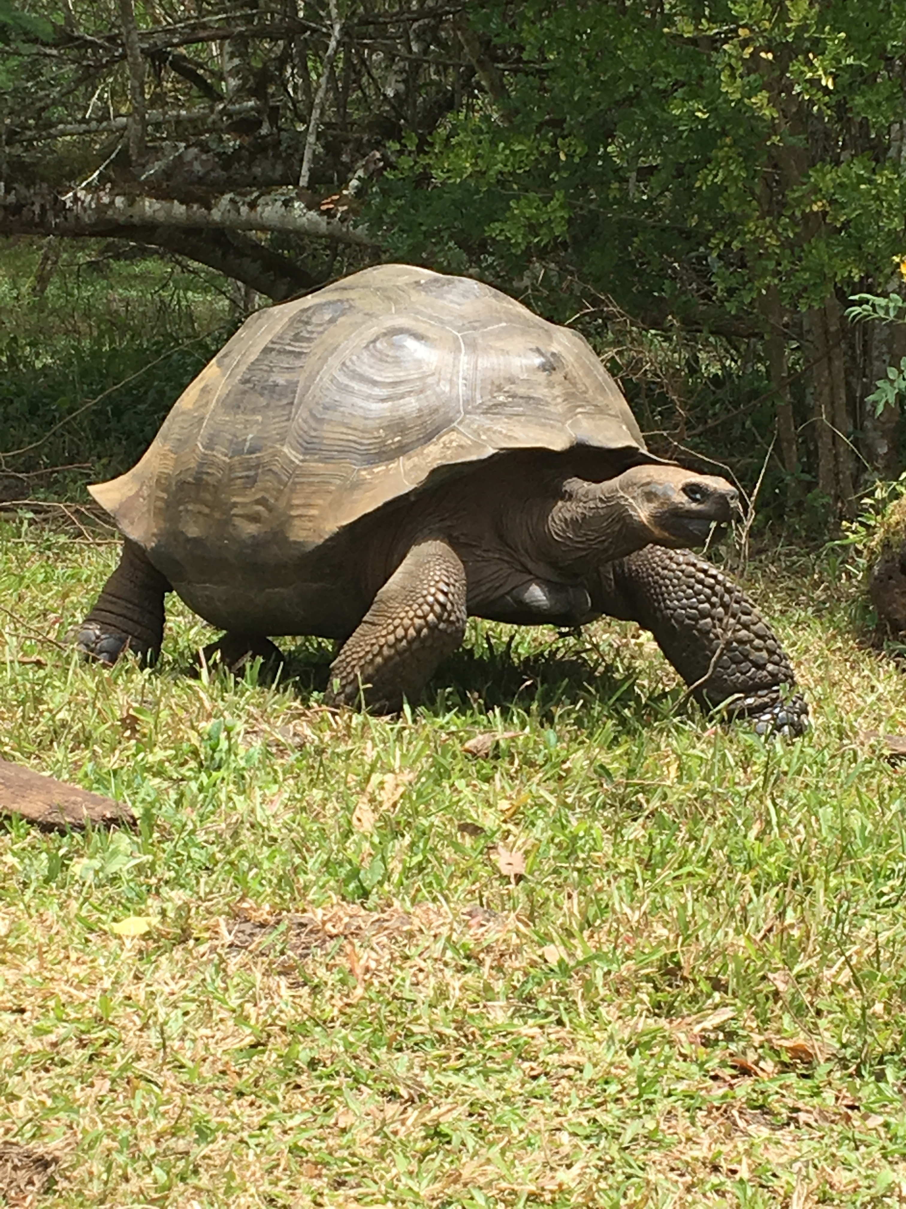 Galapagos tortoise walking on grass.