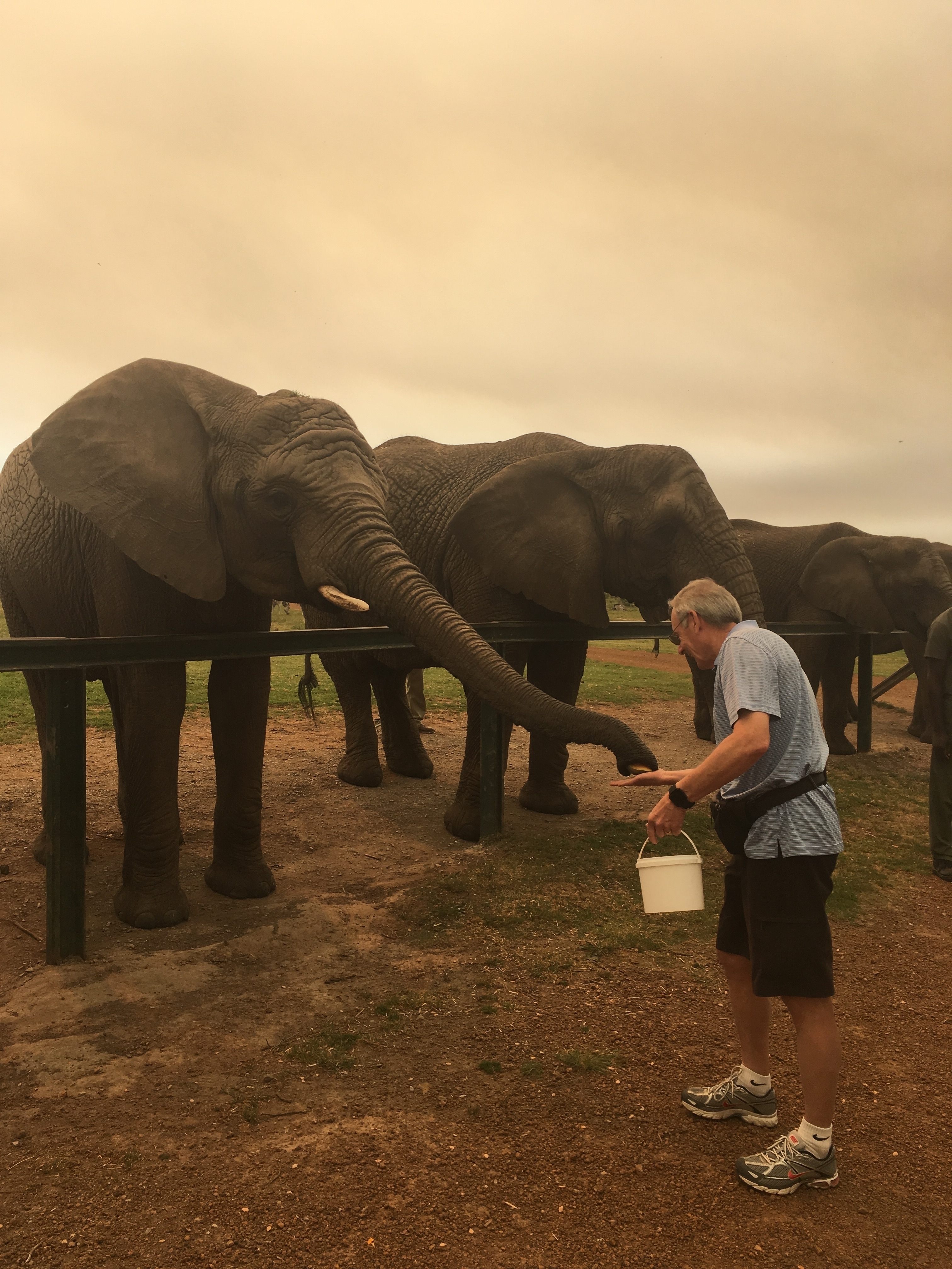 Man feeding elephants with a bucket.