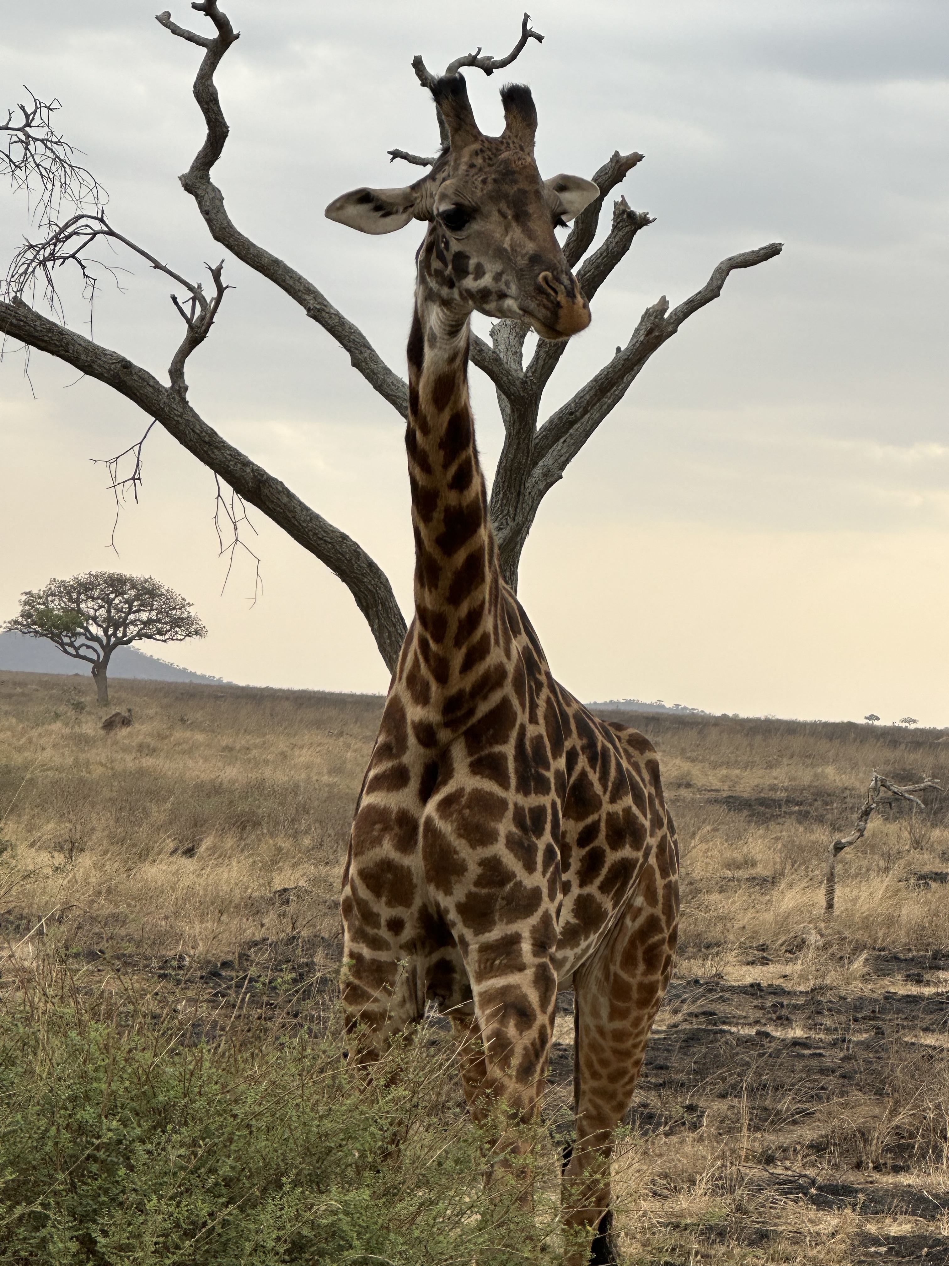 Het beste van Kenia & Tanzania - 12 dagen customer review photo 3