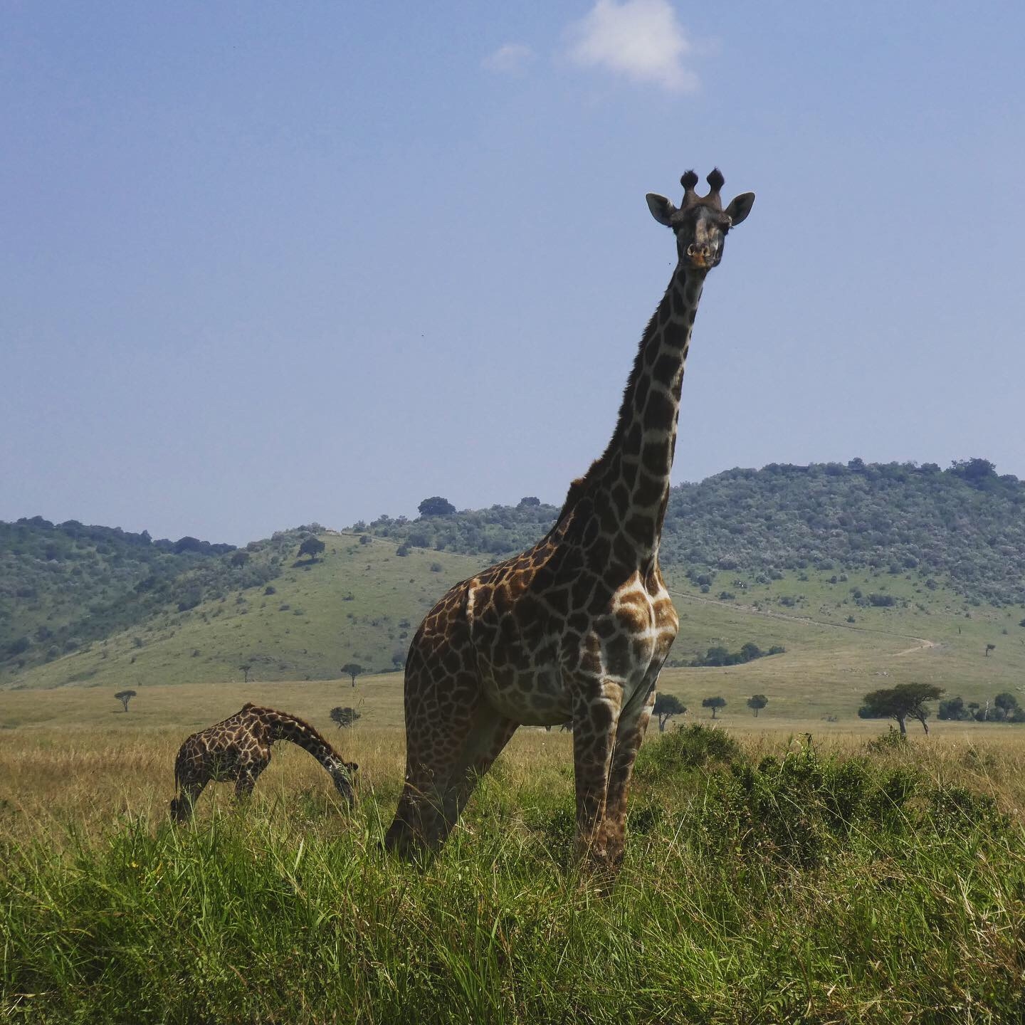 Giraffes grazing in an open field.