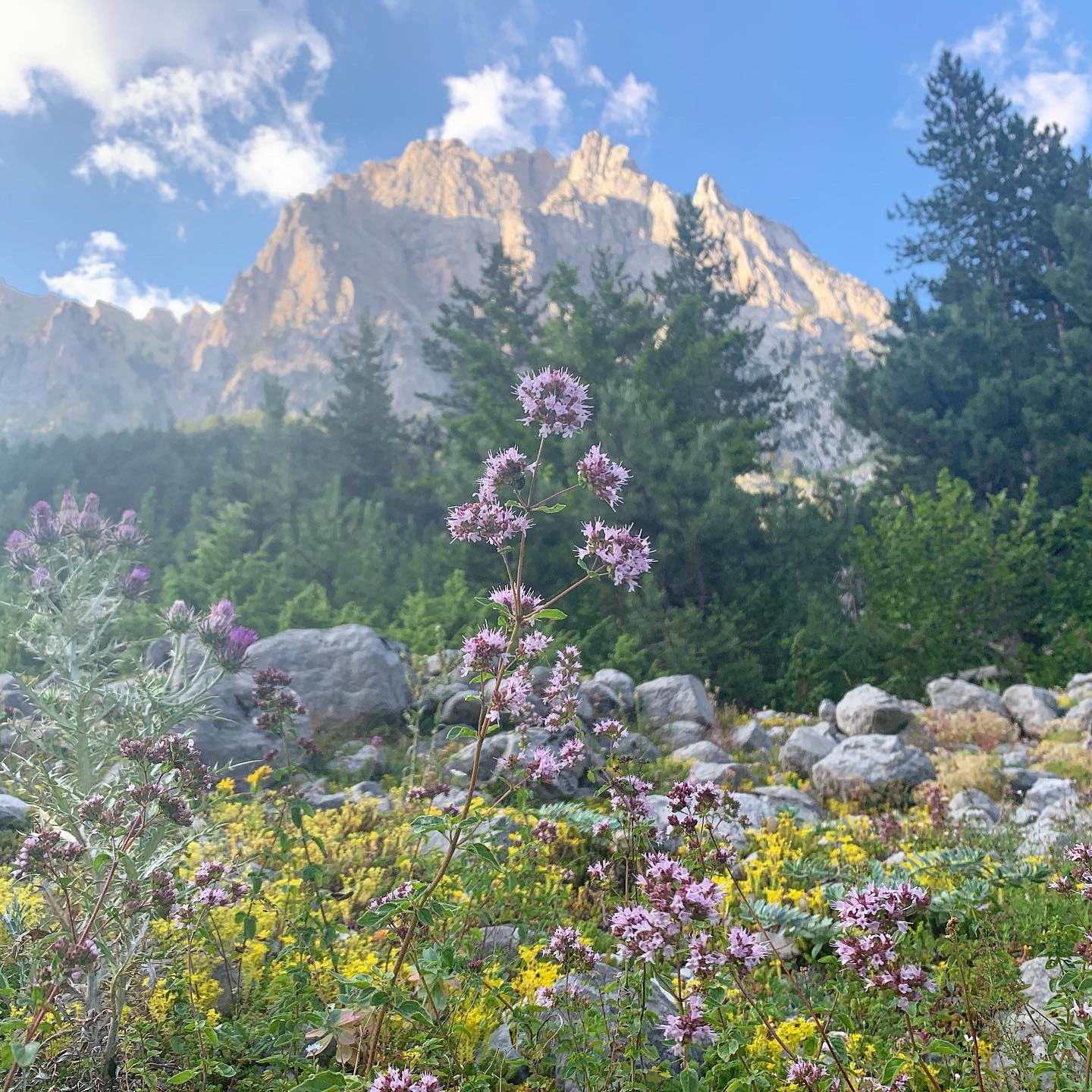 Close-up of wildflowers with mountains in the background.