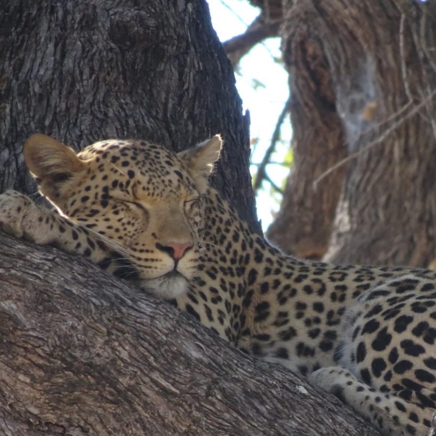 Leopard resting on a tree branch.