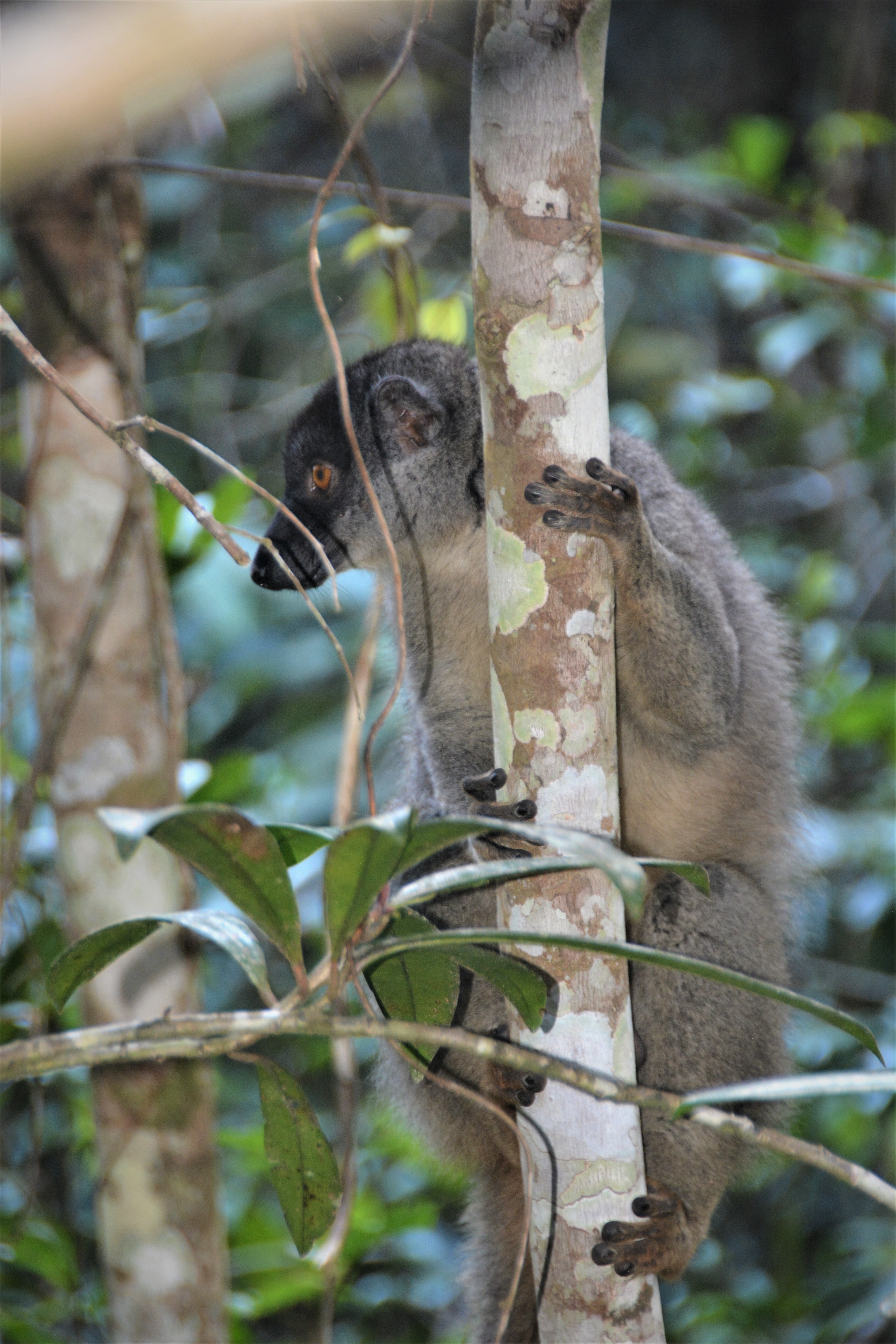 A lemur clinging to a tree in a dense forest.