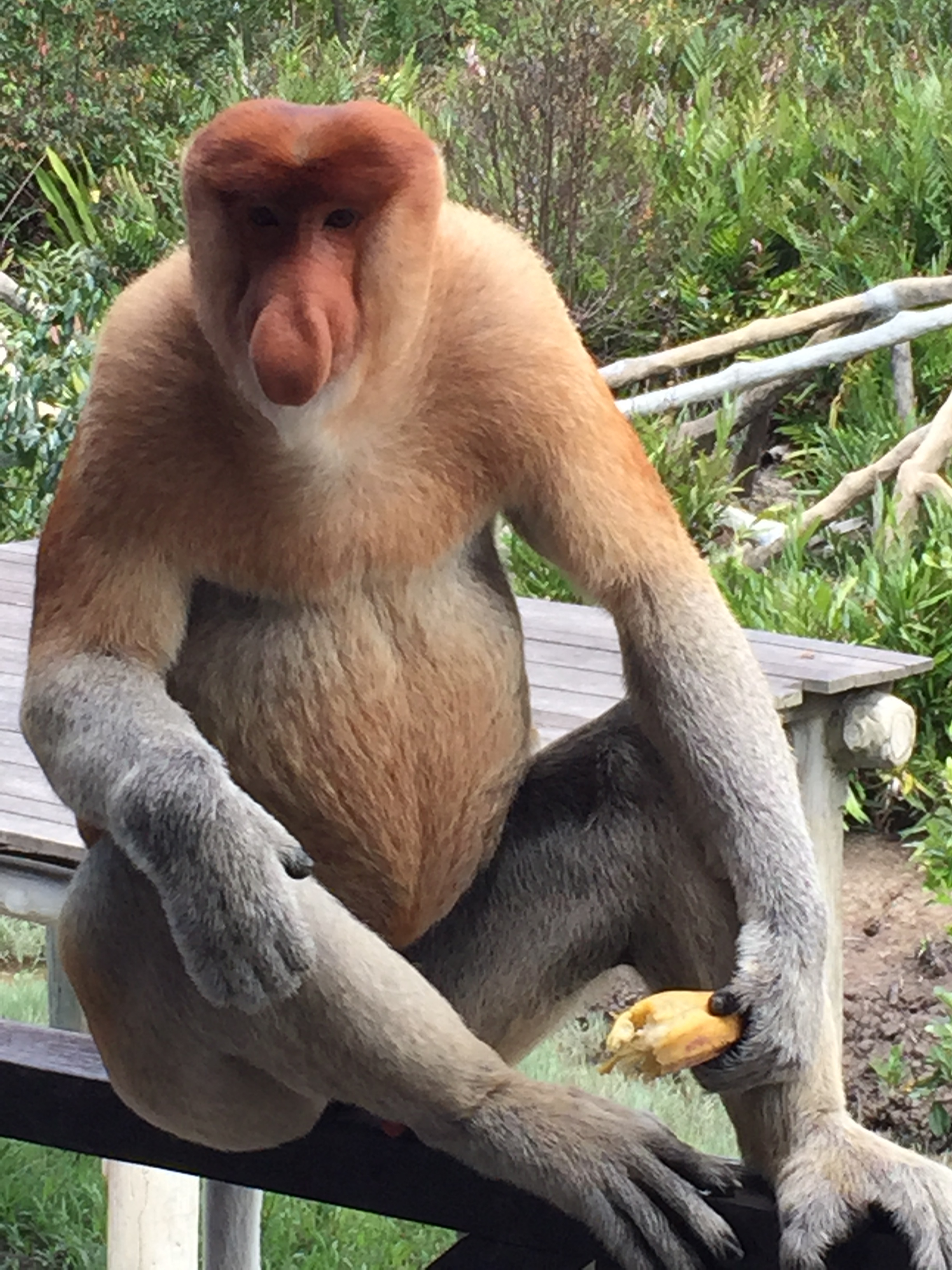 Close-up of a proboscis monkey in a natural setting.