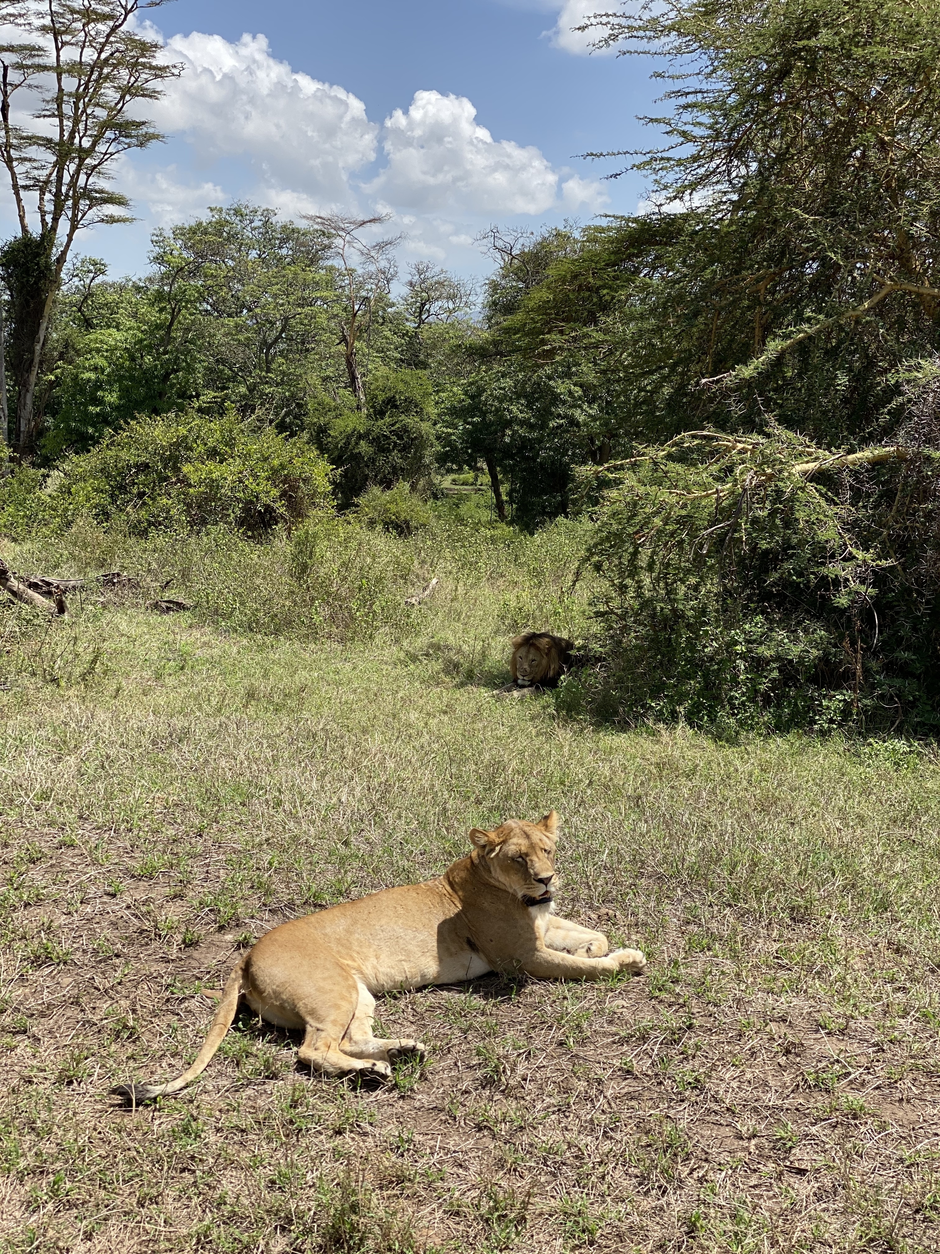 Lions resting in a grassy area with trees in the background.