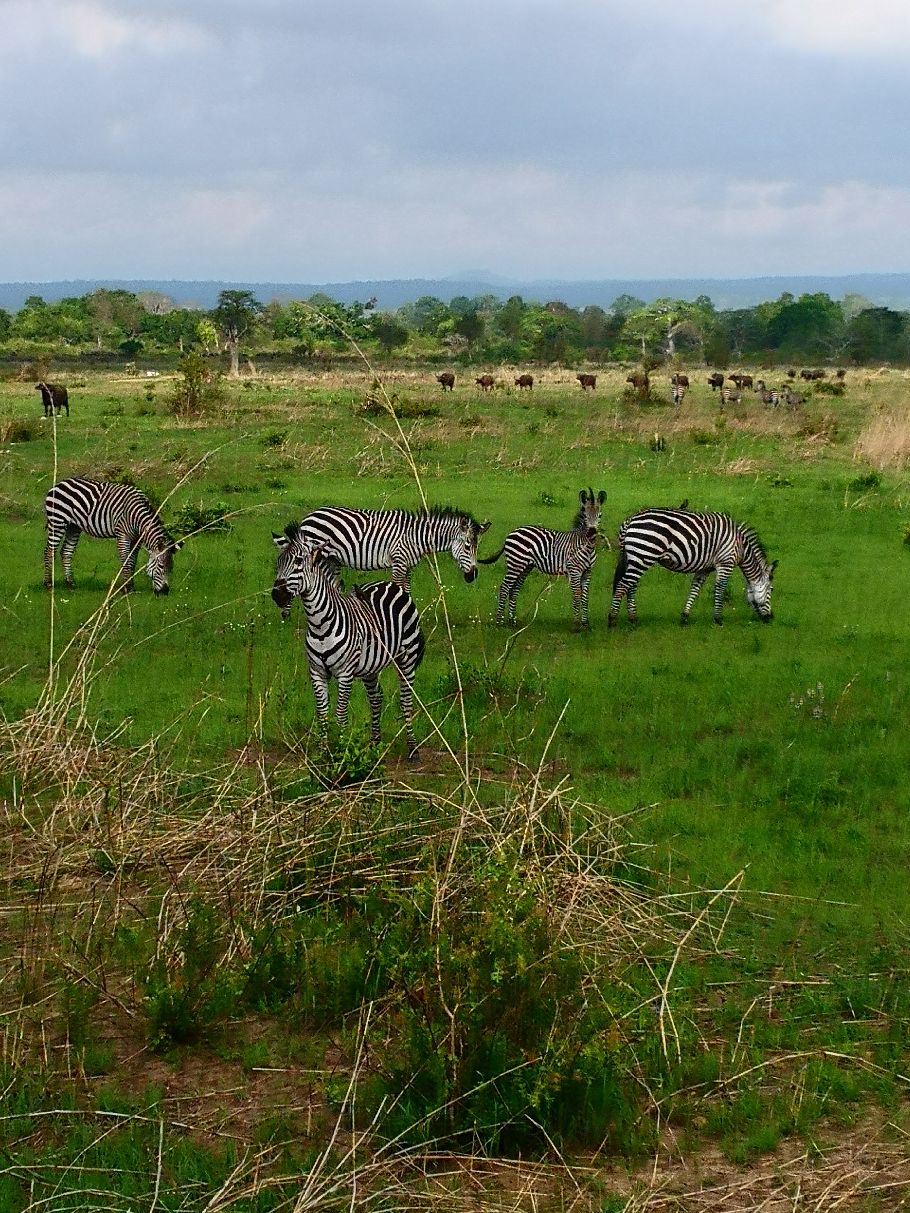 Group of zebras grazing in a green field with other animals.