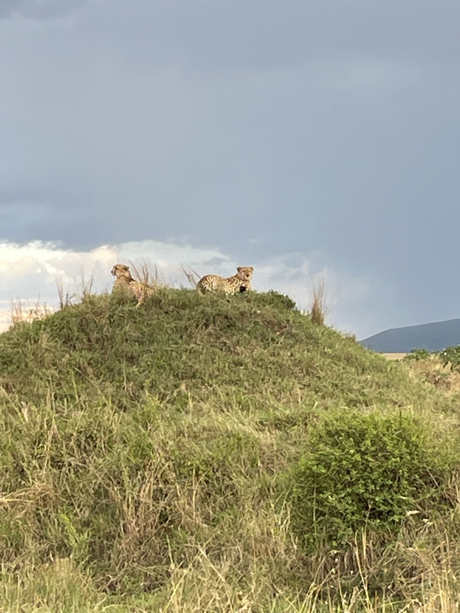 Cheetahs sitting on a mound with grassland backdrop