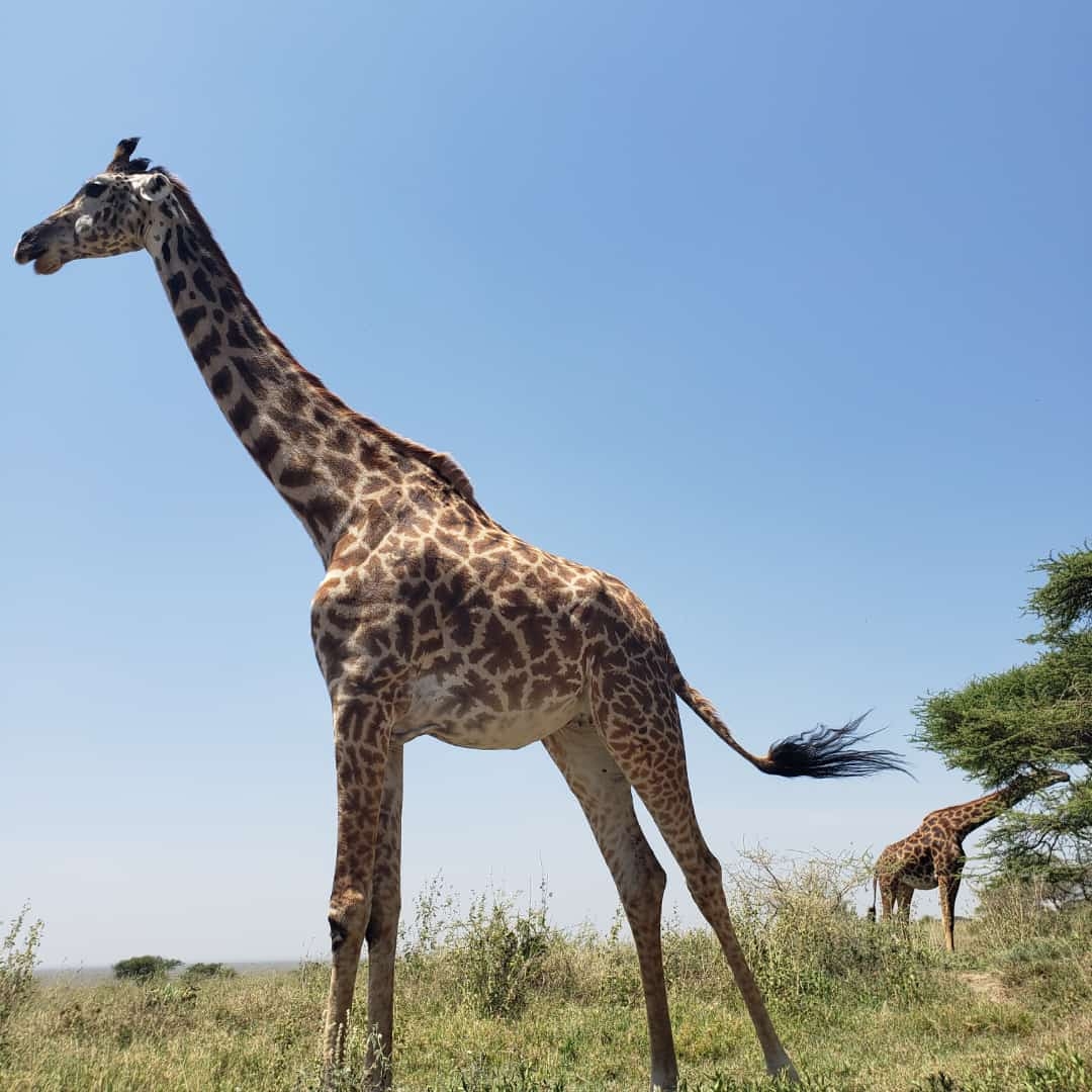 Giraffe standing in a savannah landscape under a clear sky.