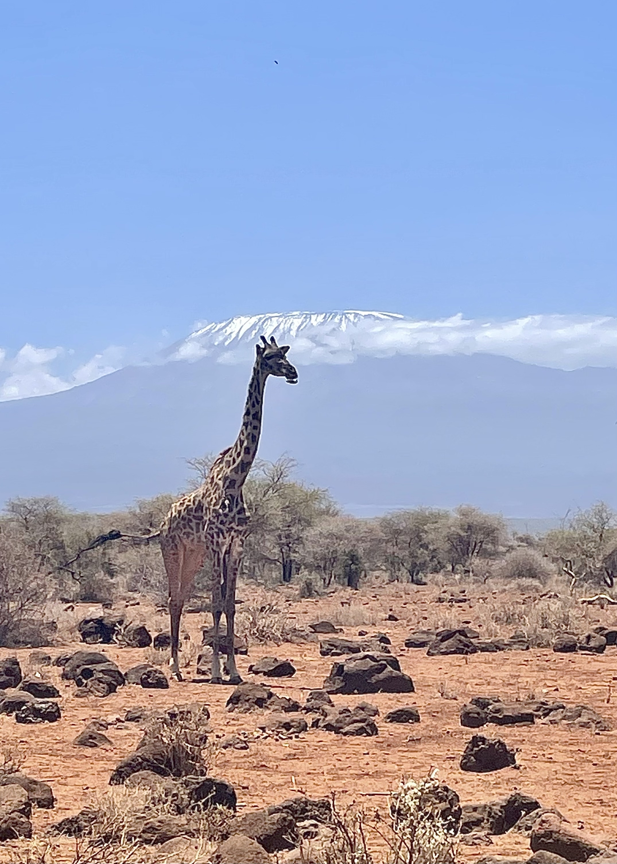Giraffe with Mount Kilimanjaro in the background.