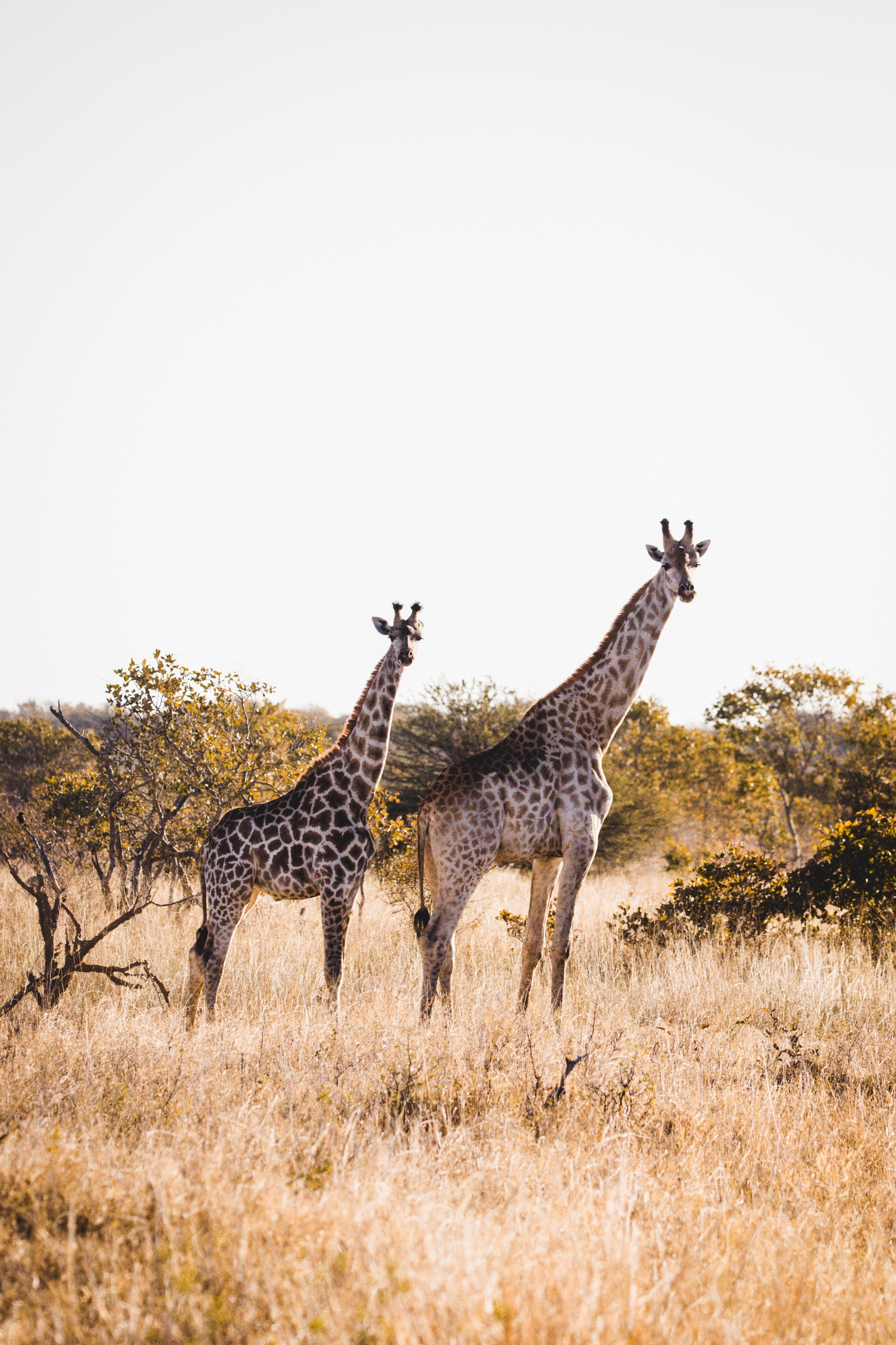 Two giraffes standing in the bushveld landscape.