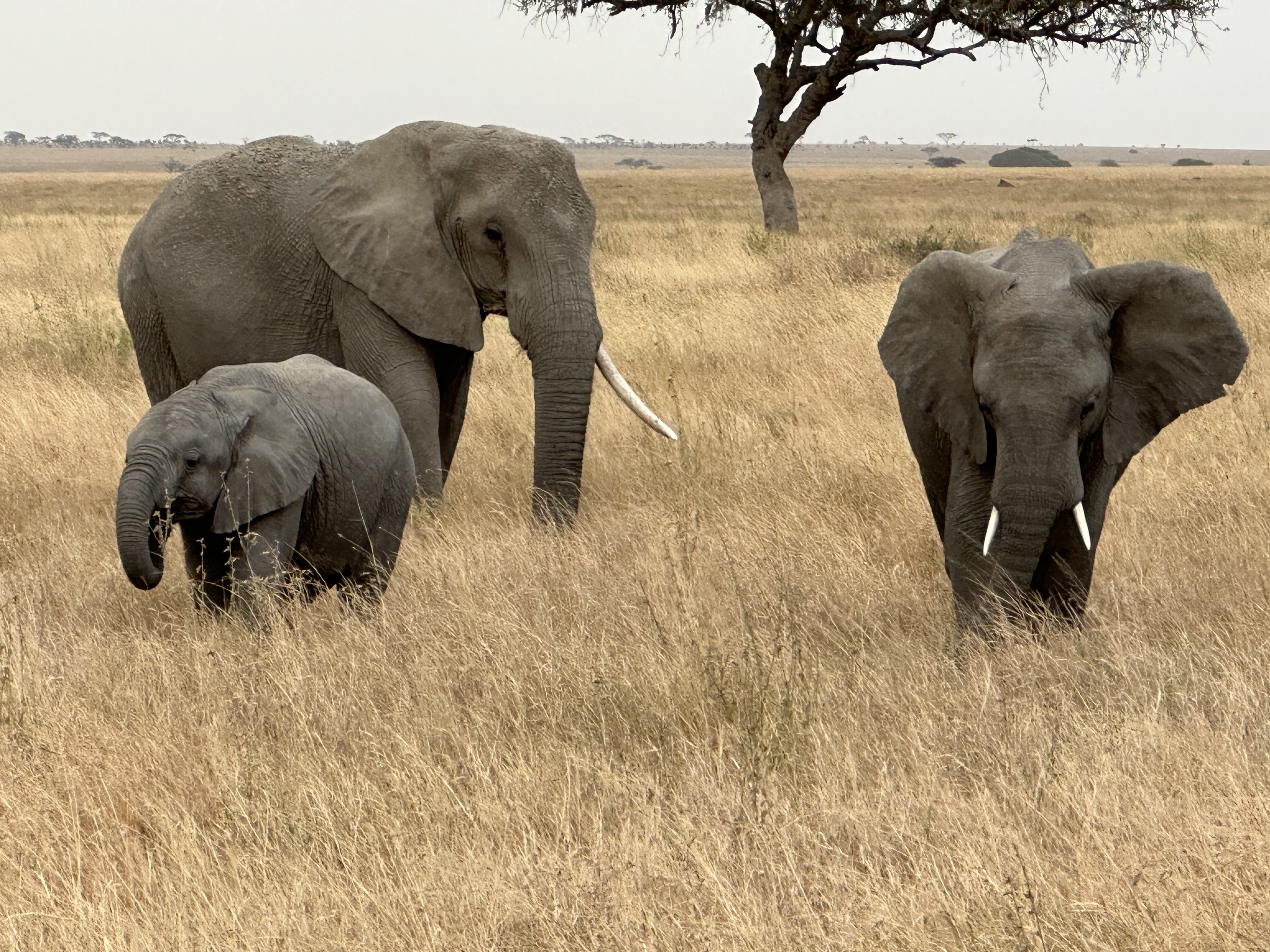Het beste van Kenia & Tanzania - 12 dagen customer review photo 4