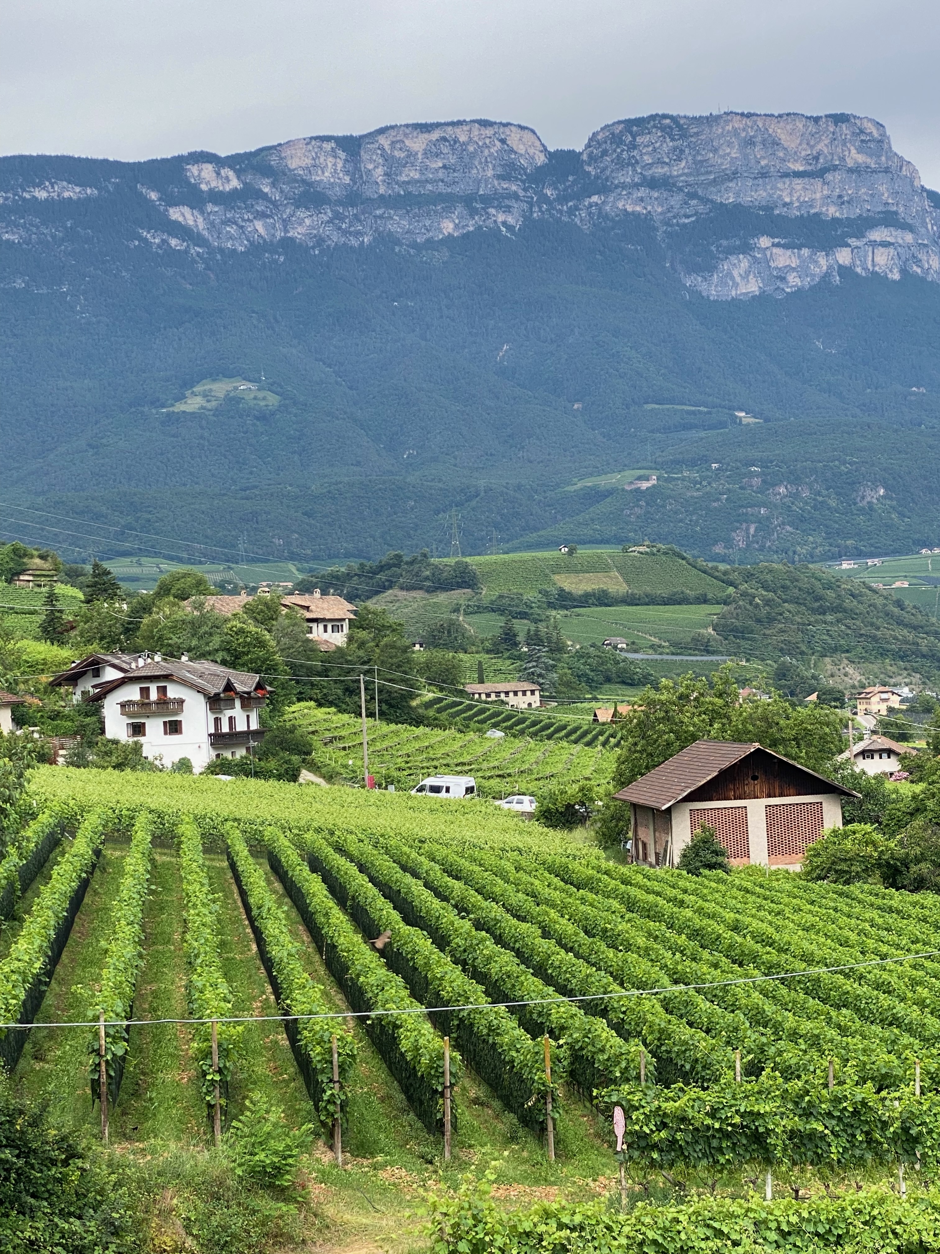 Scenic view of vineyards and mountains.