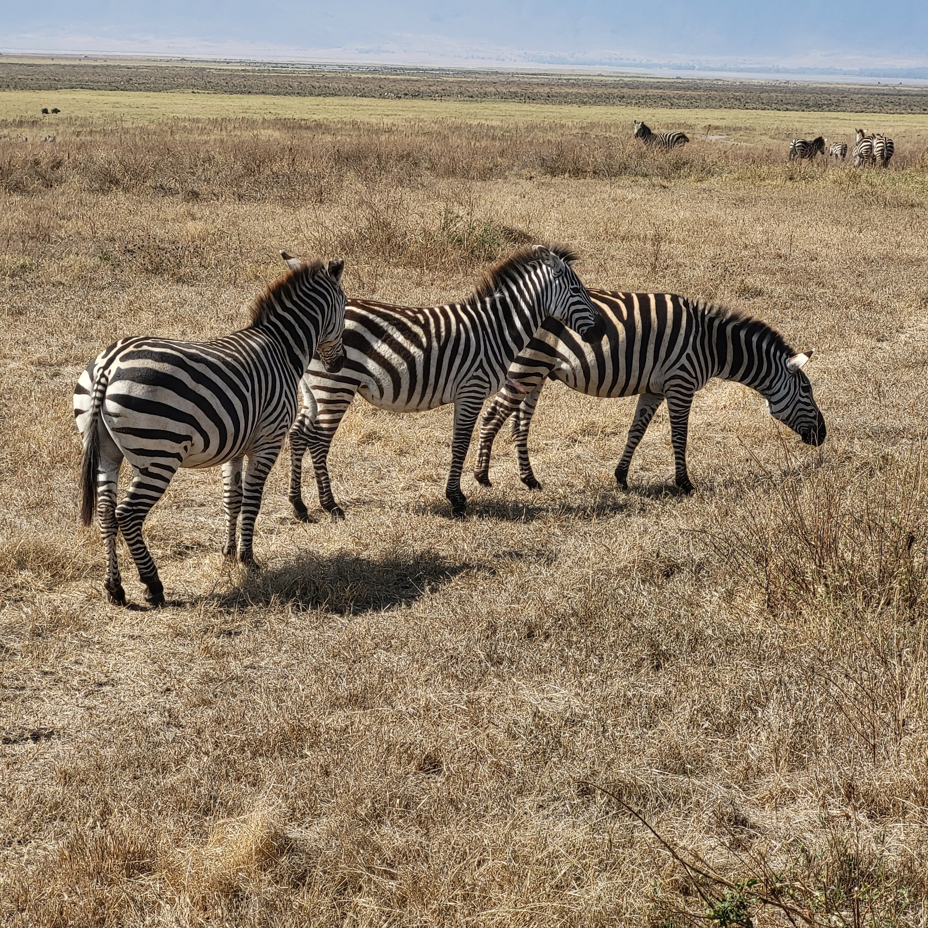 Group of zebras standing in a dry landscape.