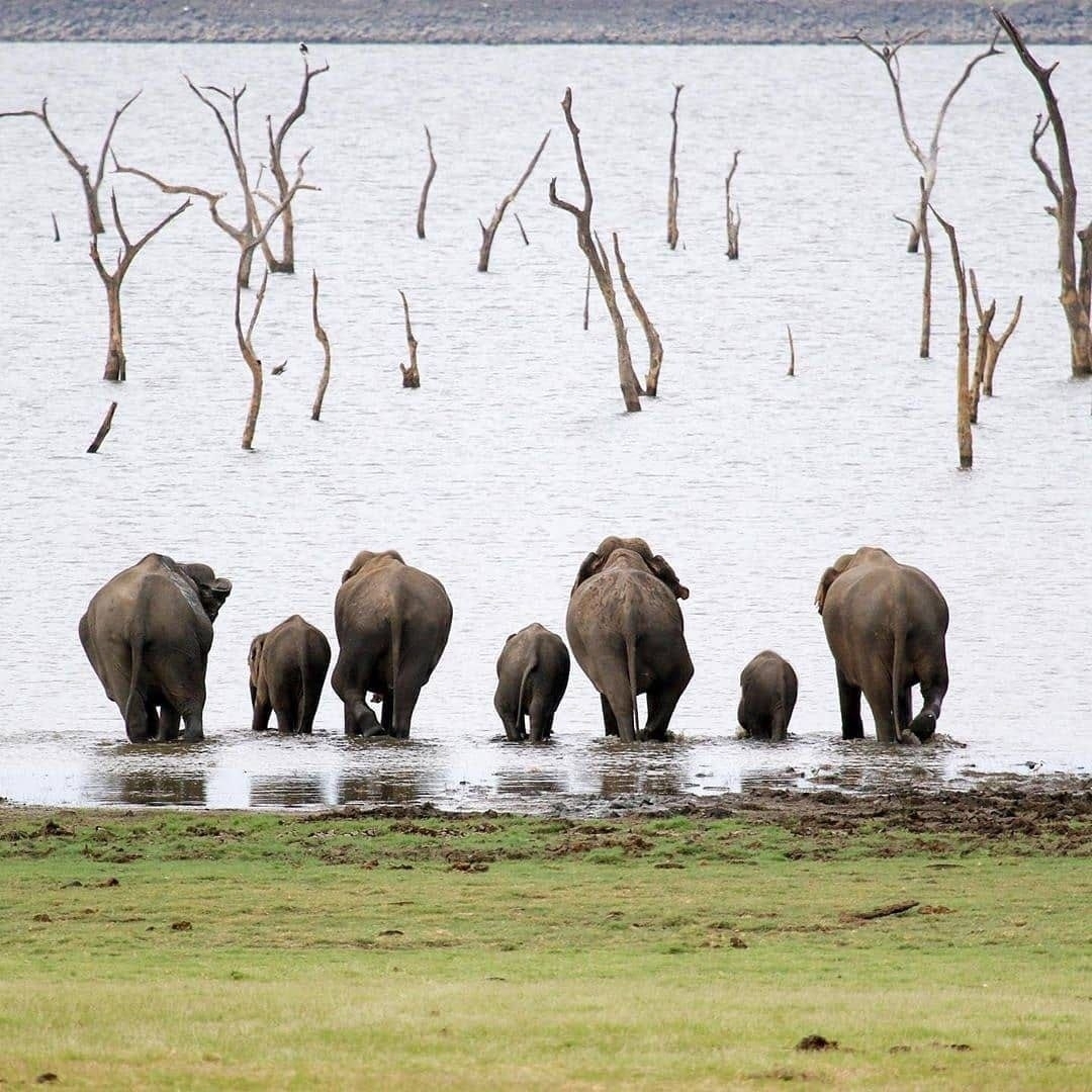 Elephant herd standing in a water body.