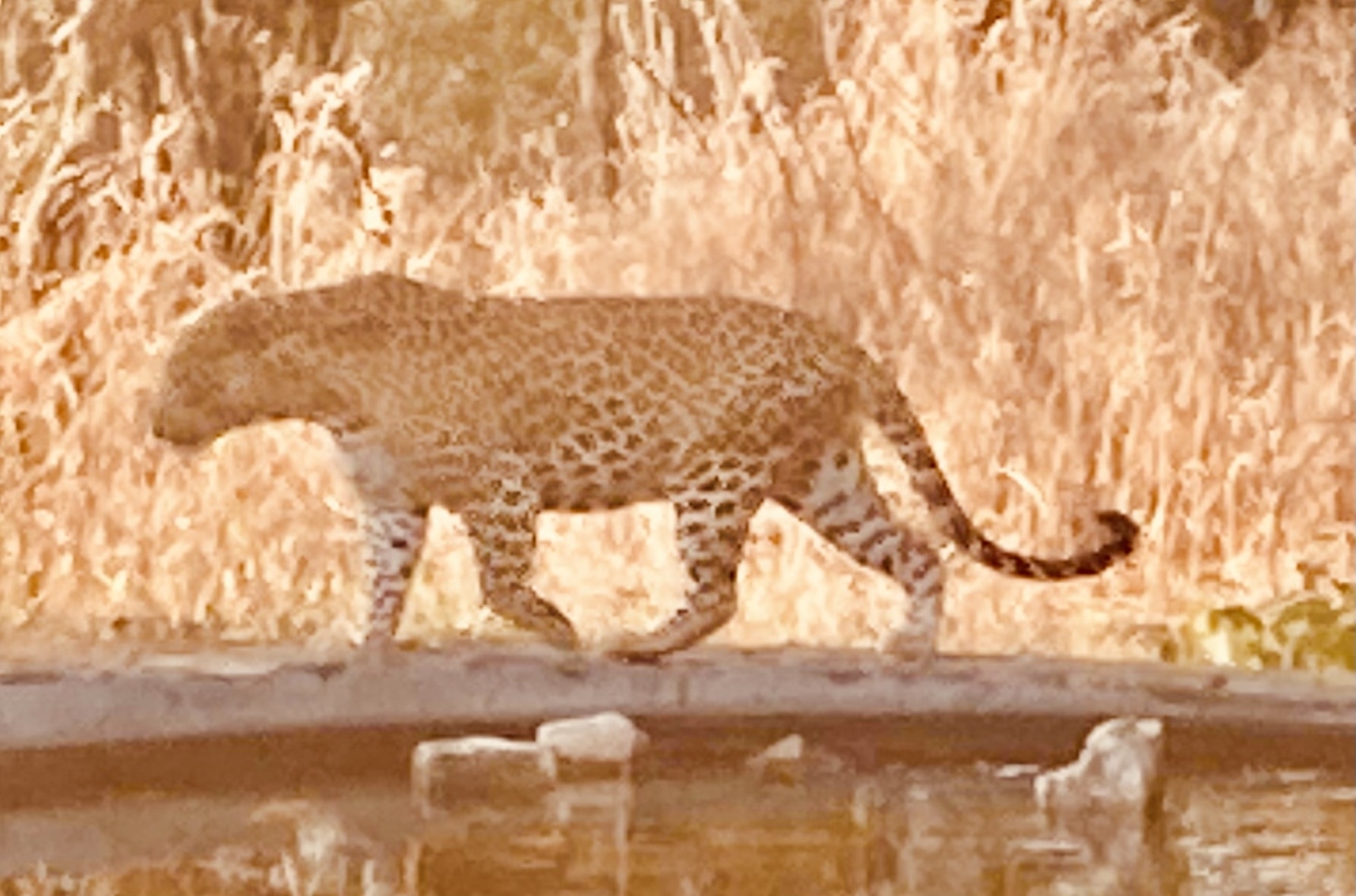 Golden Triangle Tour With Ranthambore With Luxury 4 Star Hotels customer review photo 2