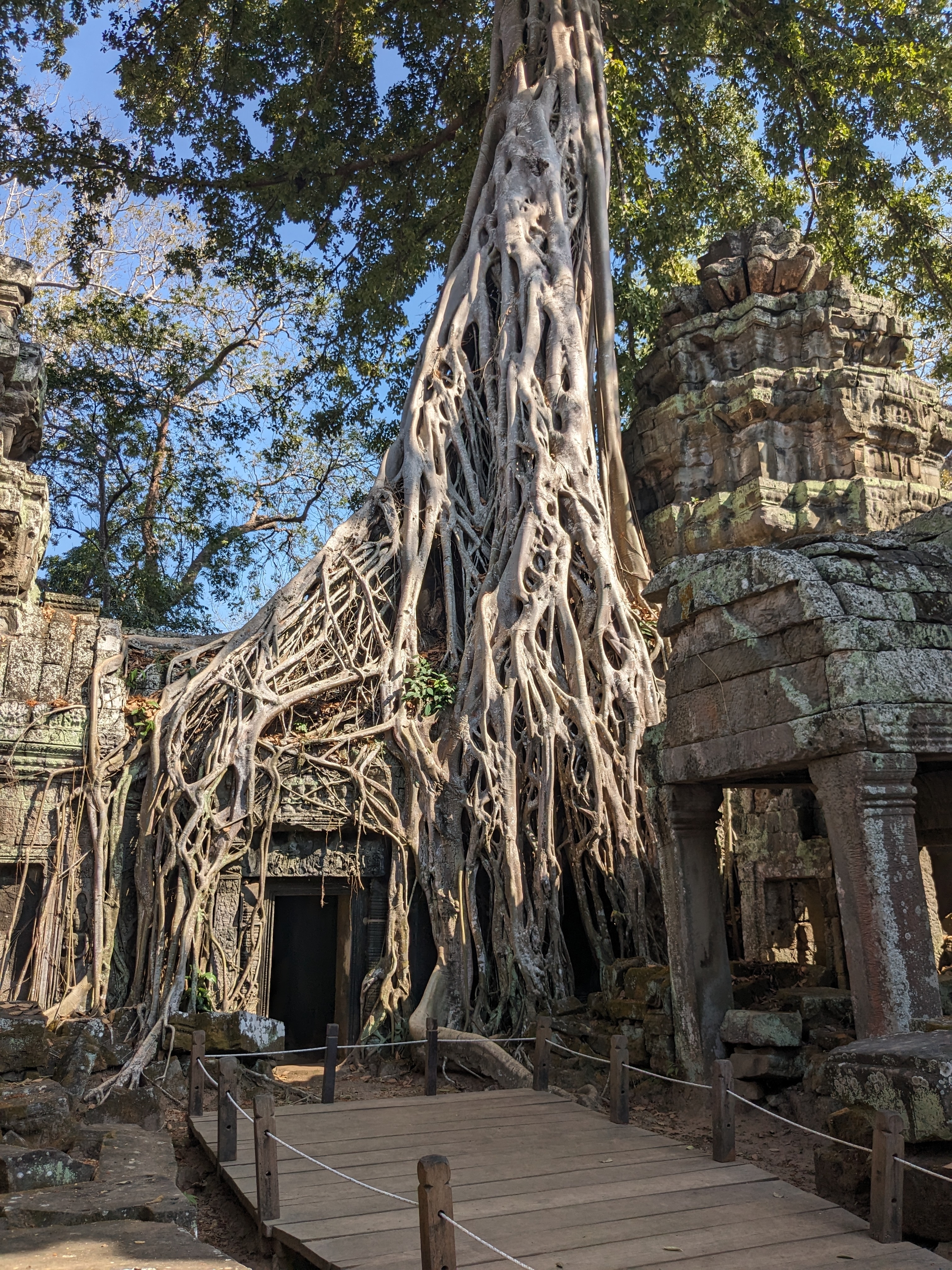 Tree roots covering ancient stone ruins.