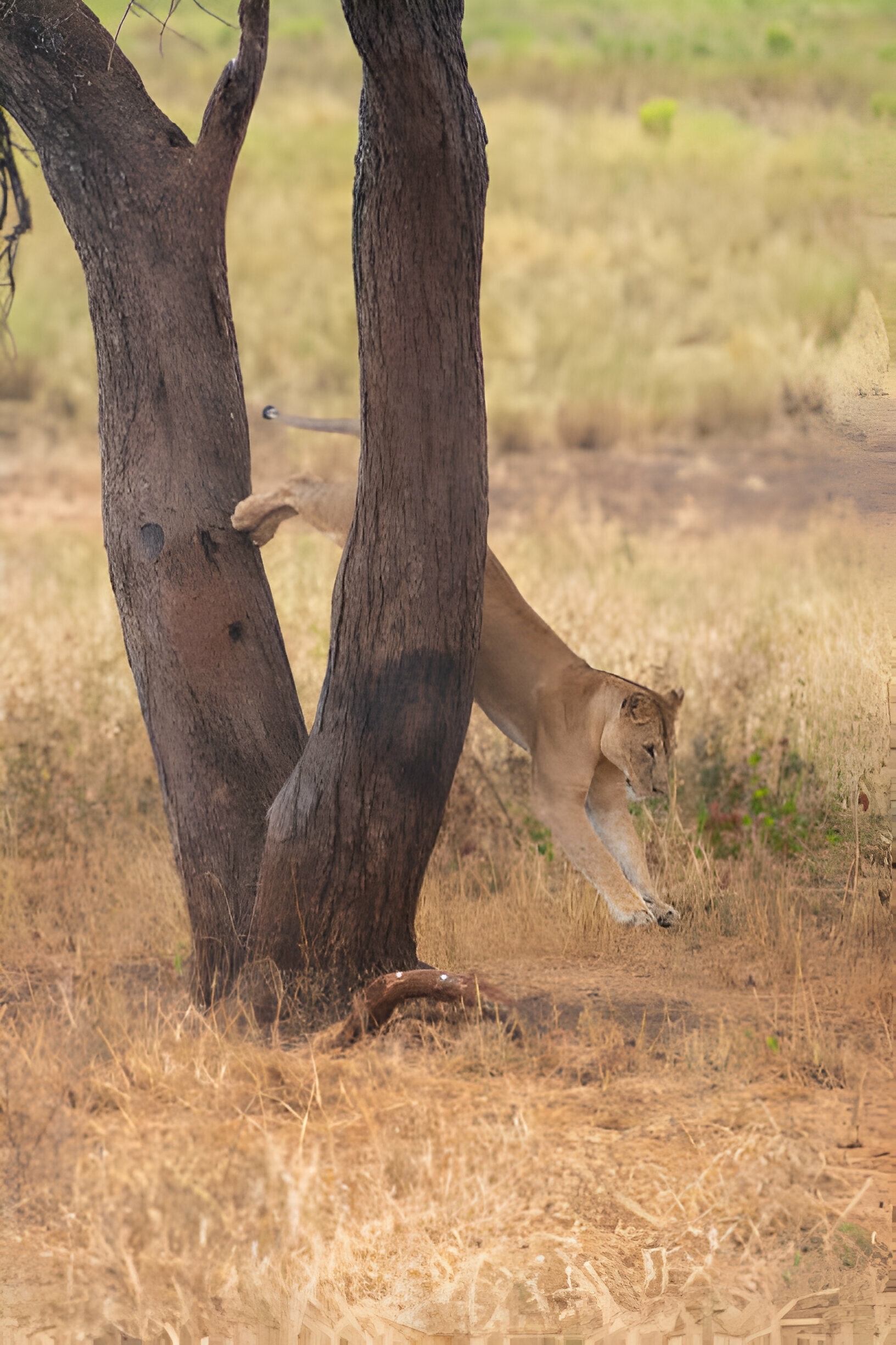 A lioness stretches against the base of a tree in the savannah.