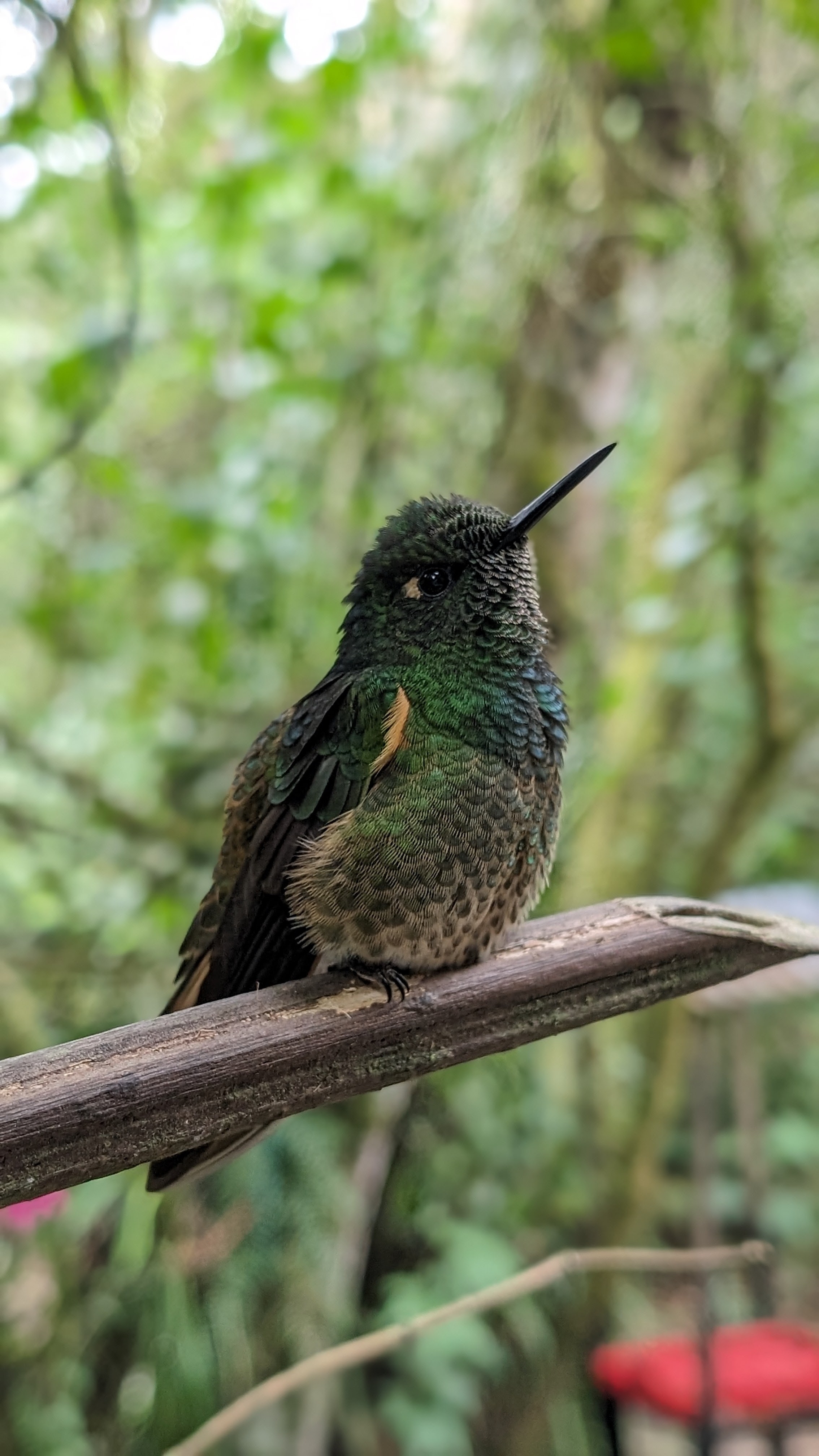 Close-up of a colorful hummingbird on a branch.