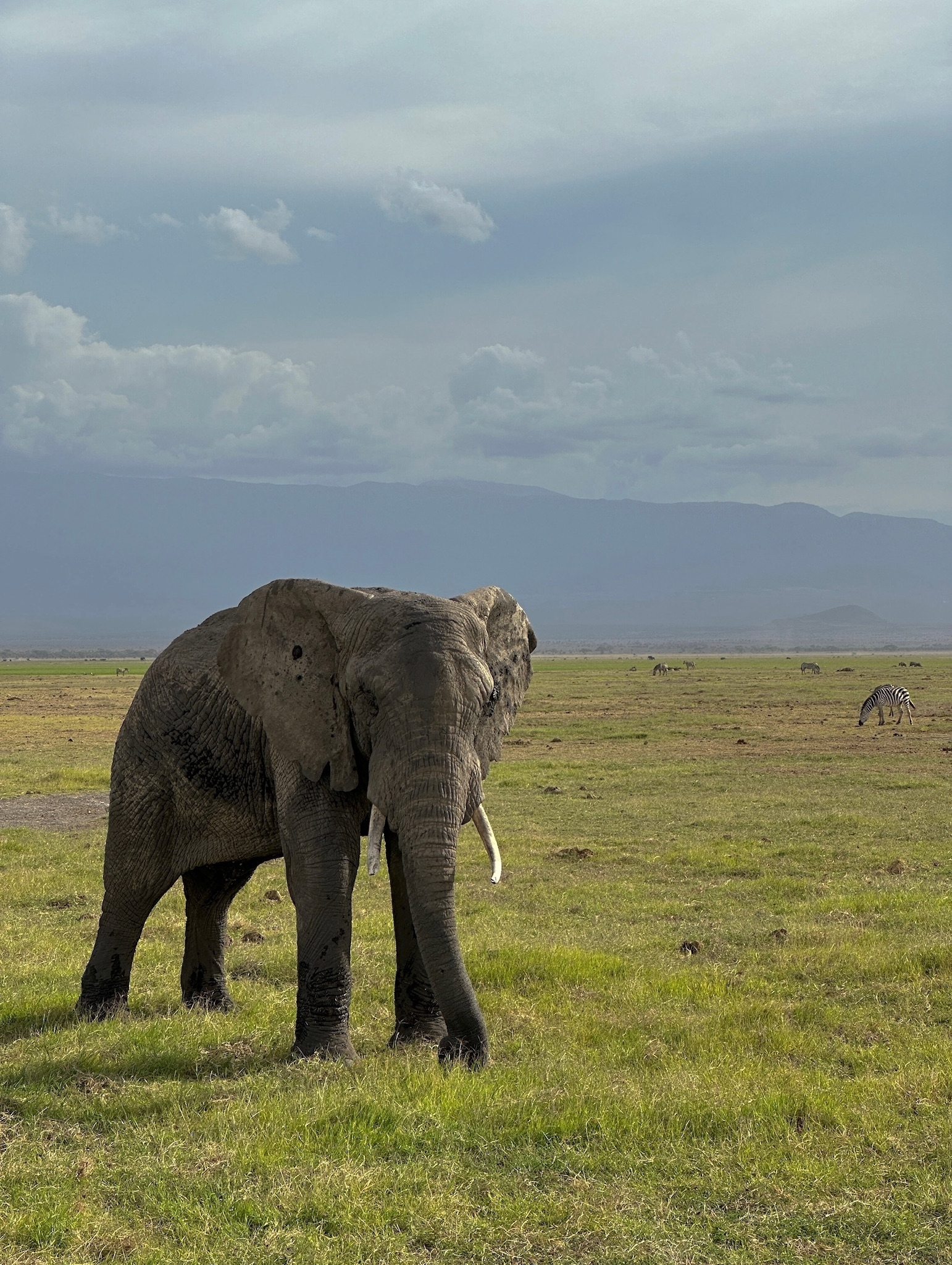 An elephant walking across an open grassy field with mountains in the background.