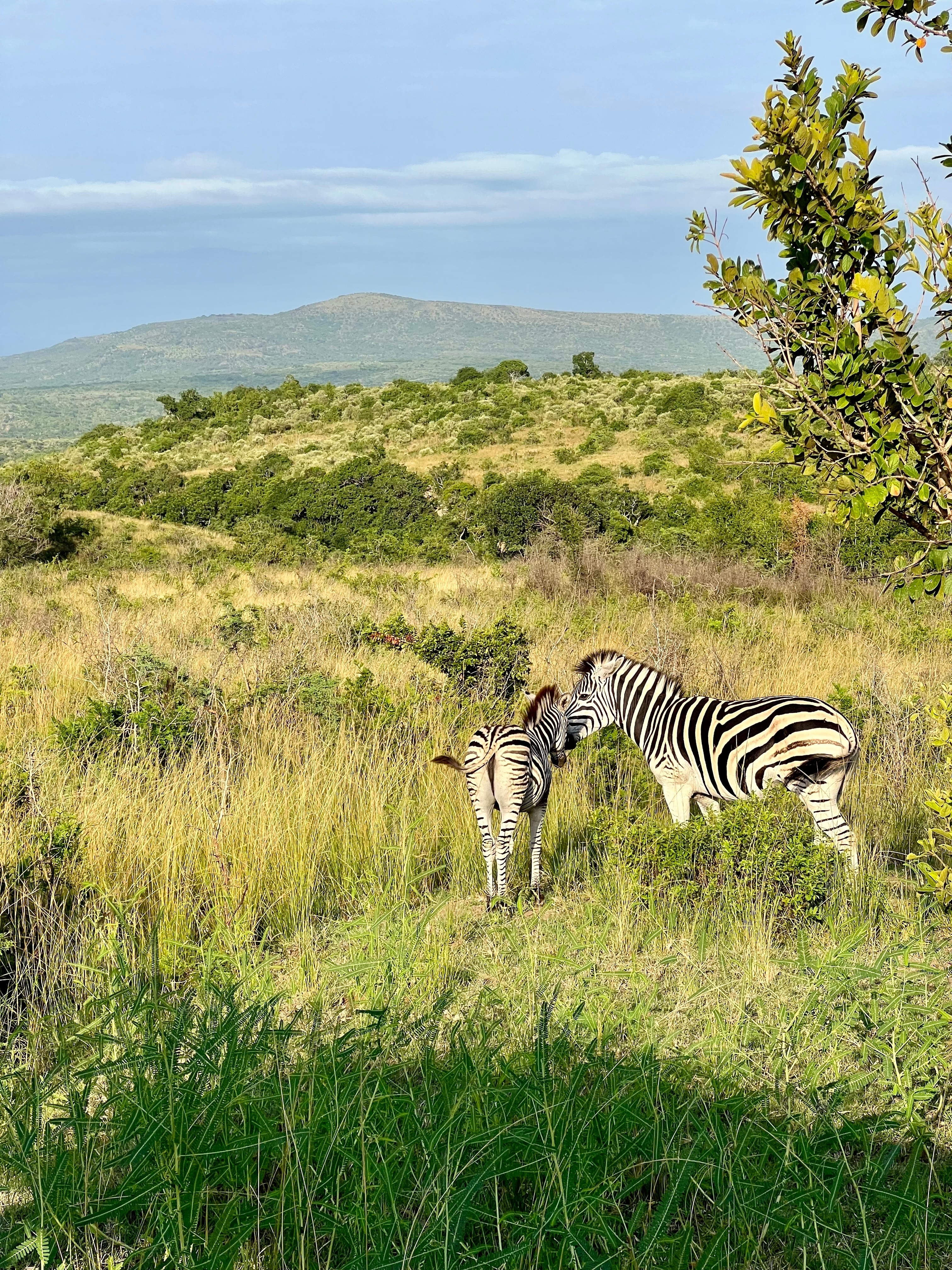 Two zebras interacting in the wild.