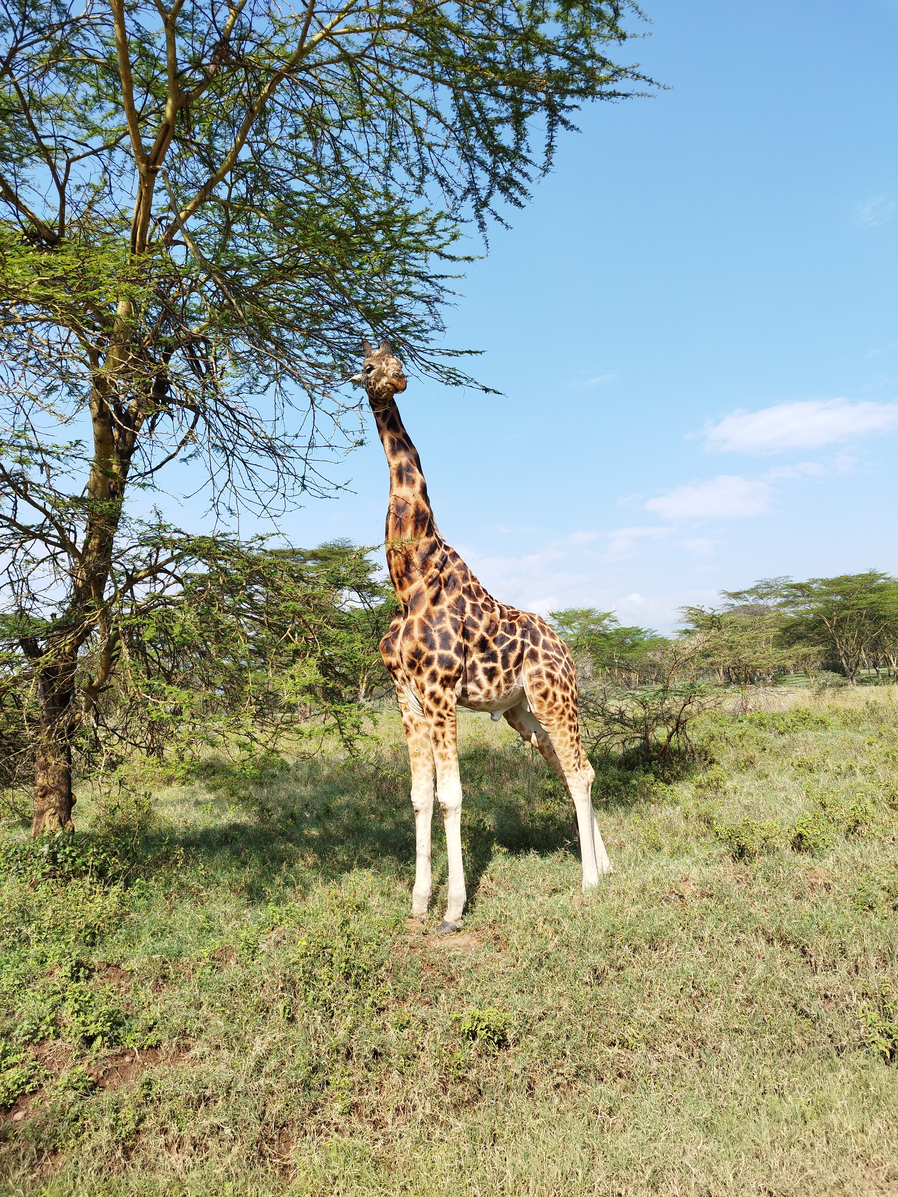 A giraffe reaching for leaves on a tree in a grassy area.