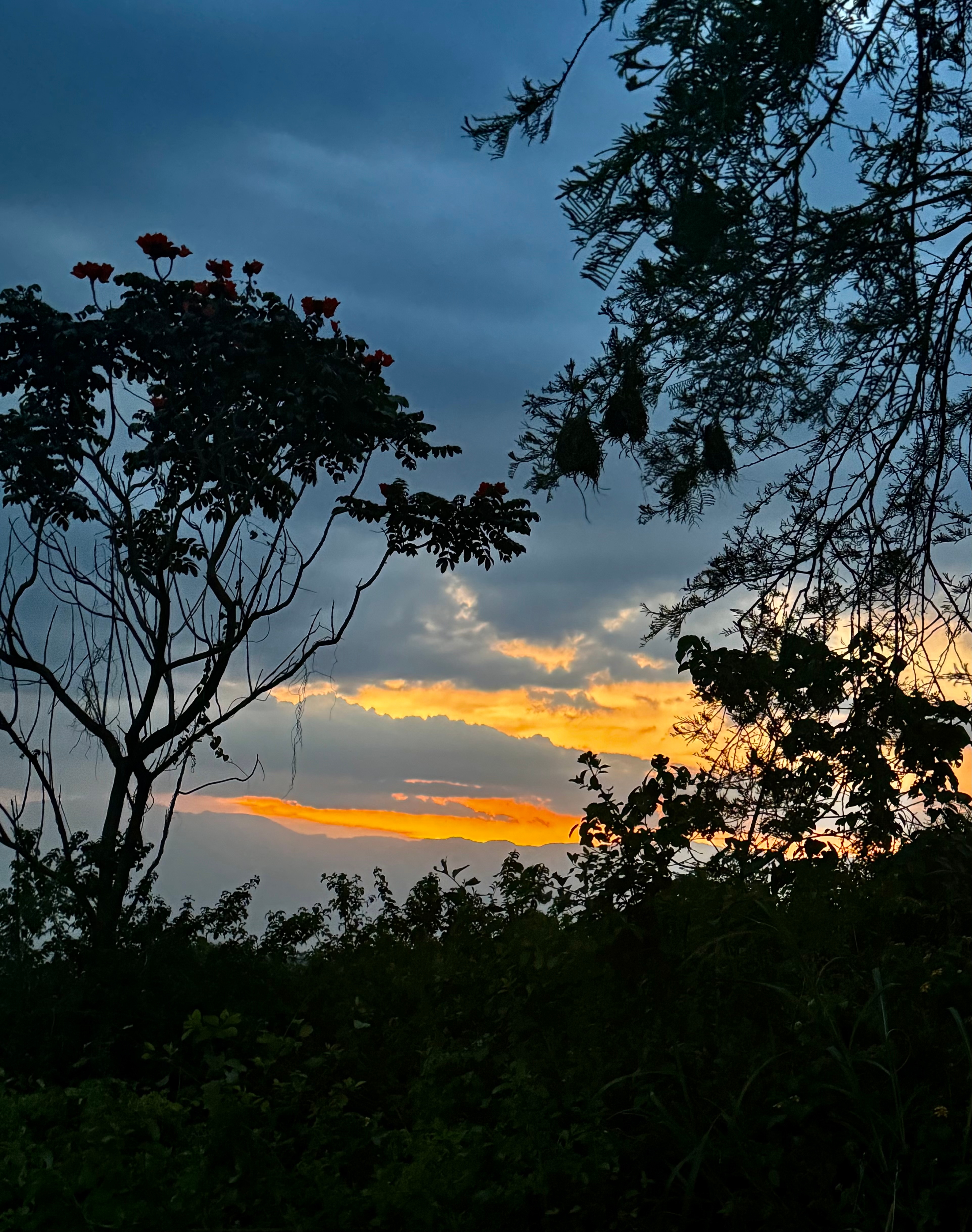Sunset view with trees silhouetted against the sky.