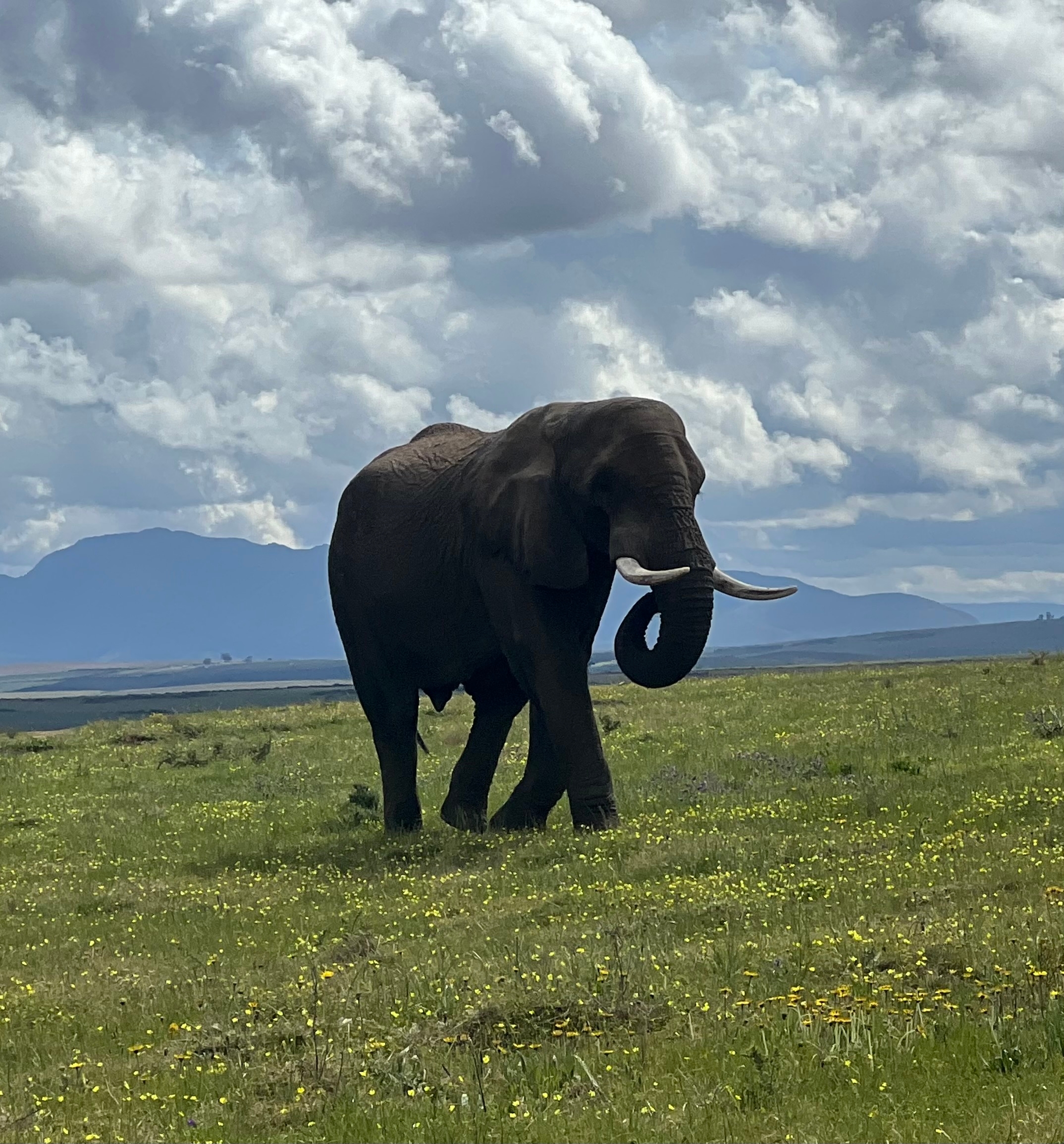 Elephant walking in an open field with mountains in the background