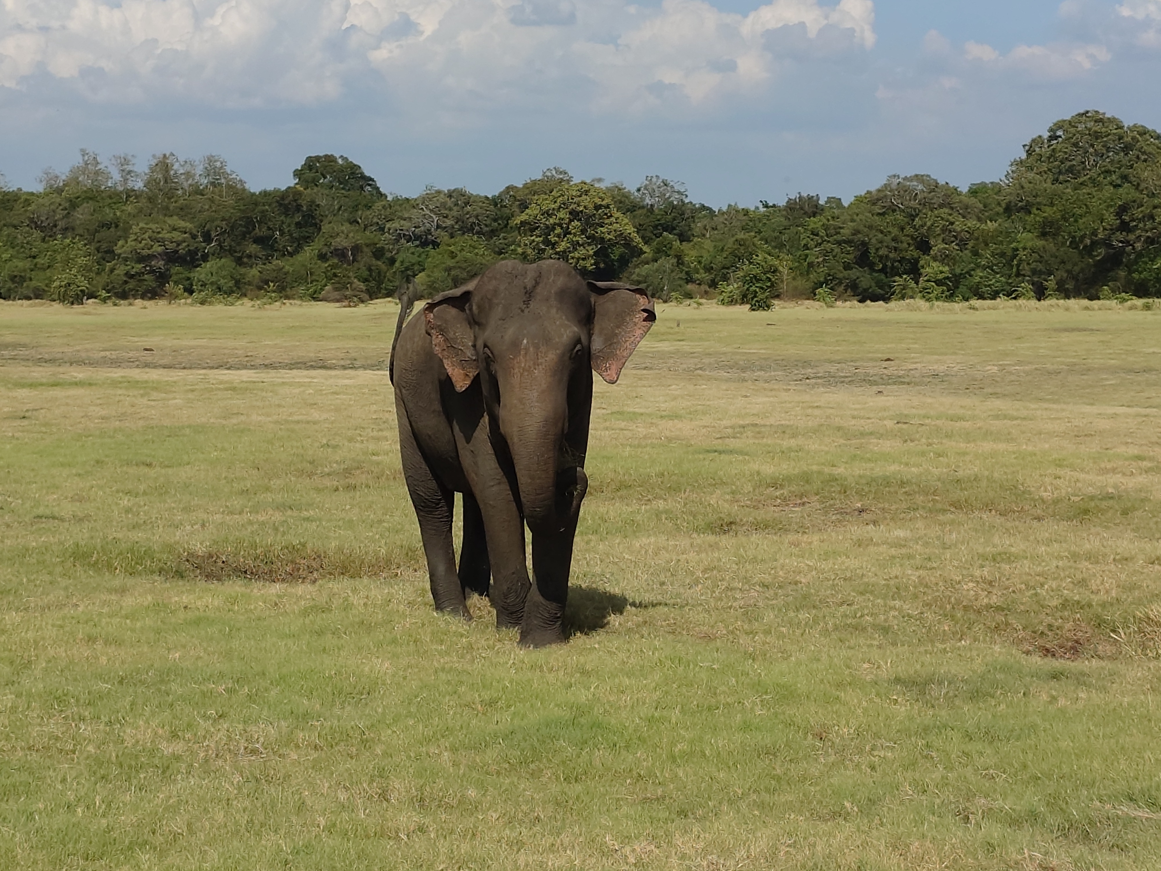 Splendour Of Sri Lanka 7 Tage customer review photo 2