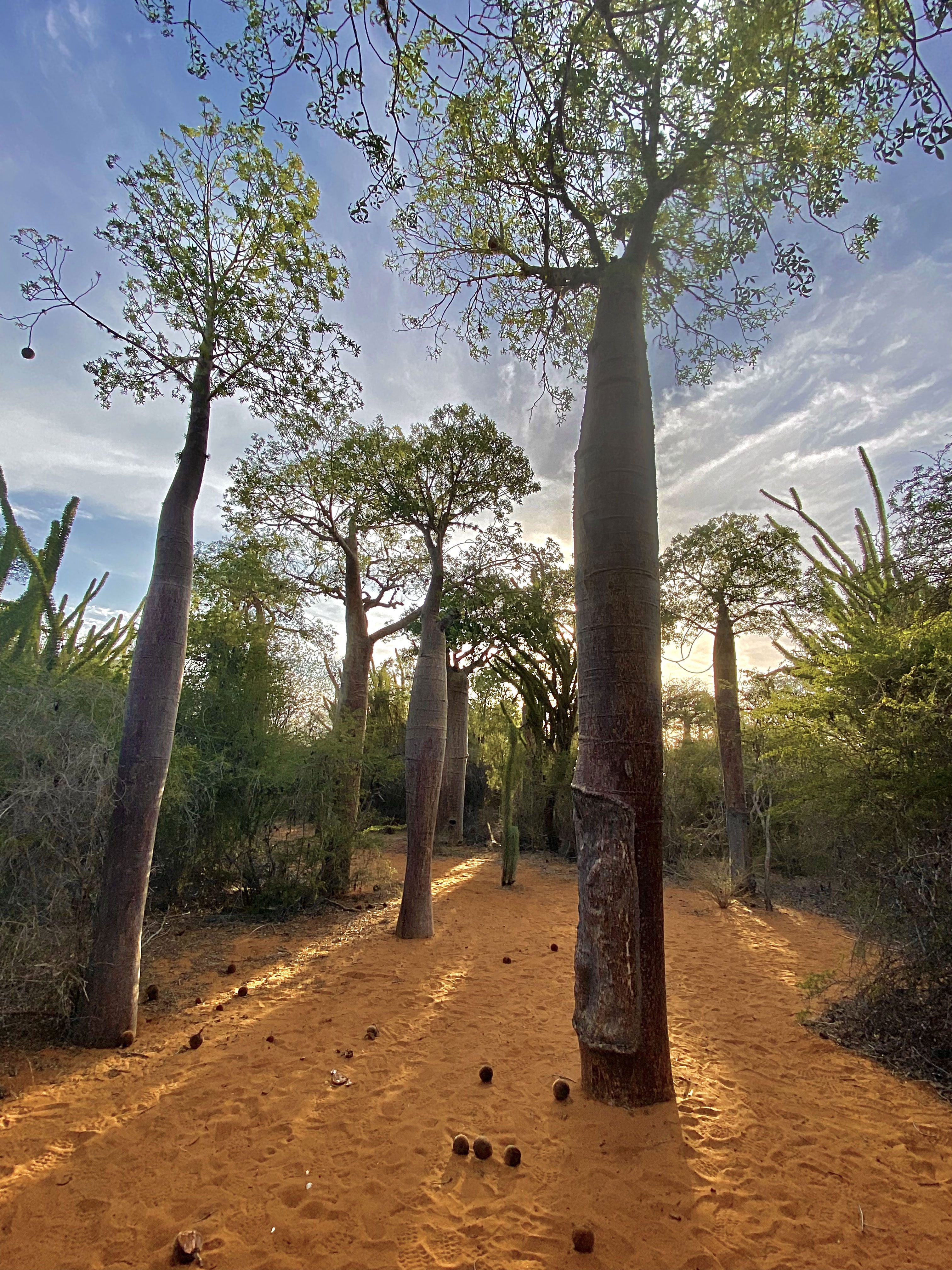 Baobab trees in a sunlit forest grove.