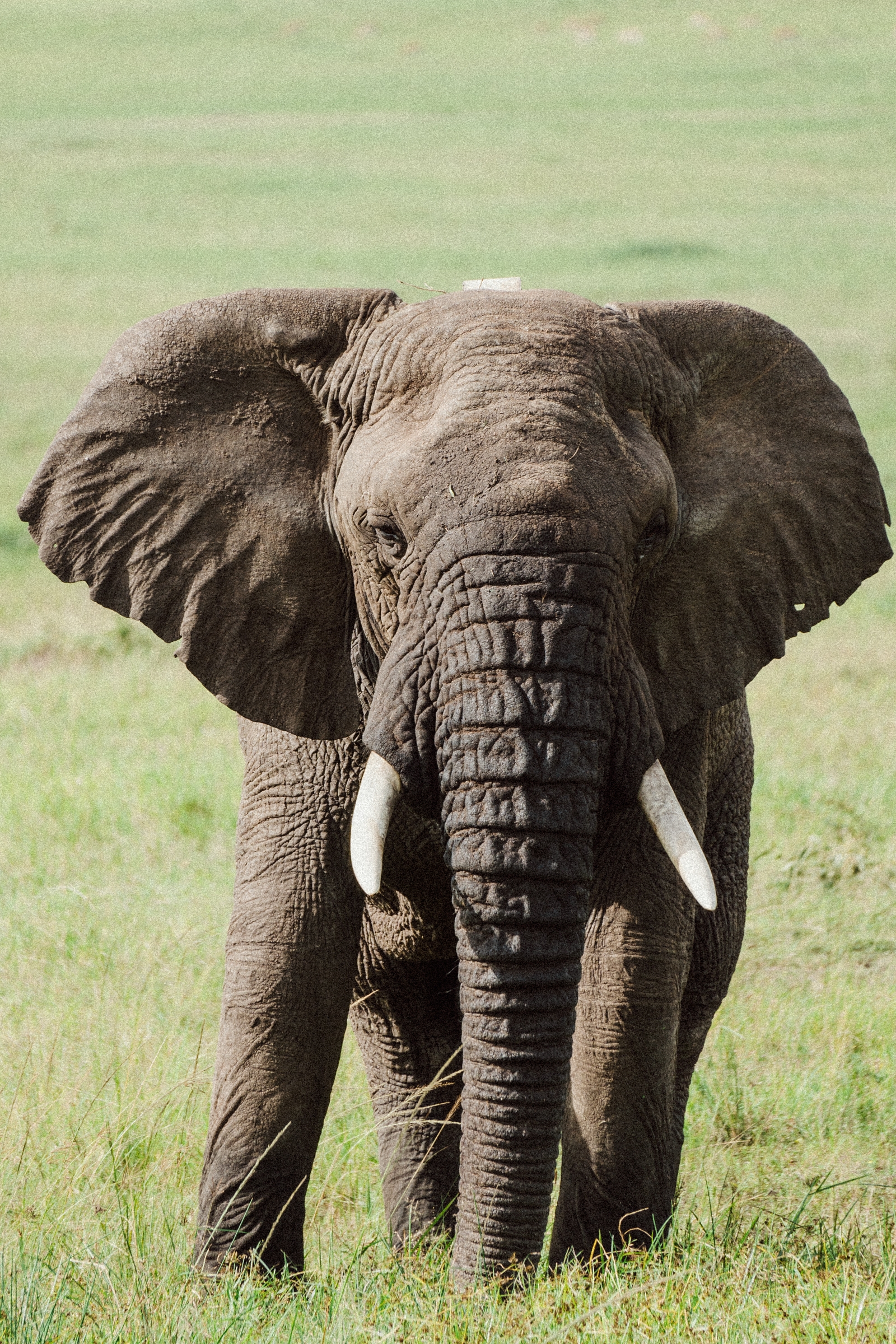 Close-up of an elephant's face in a grassy area.