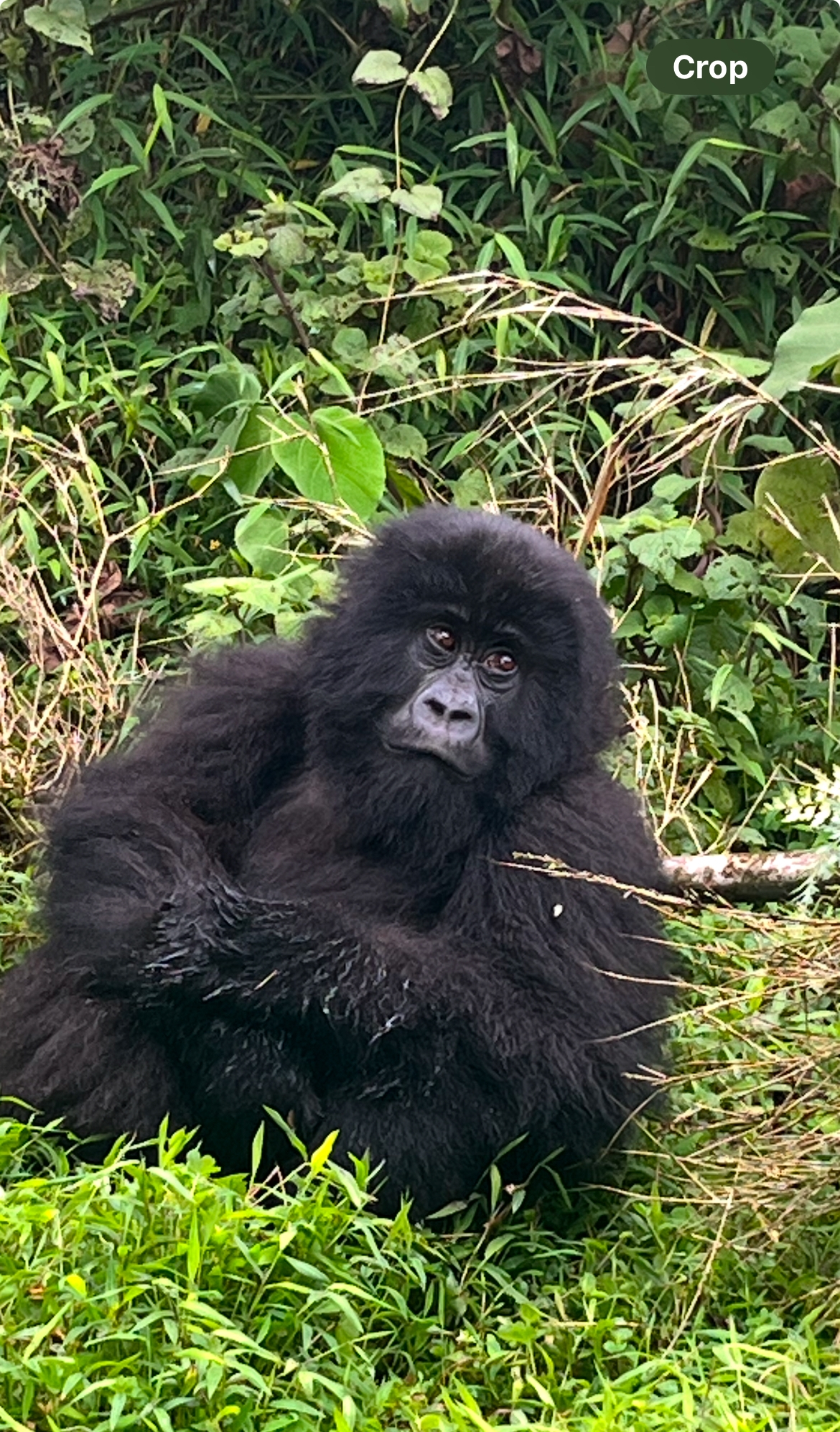 Close-up of a gorilla with a calm expression