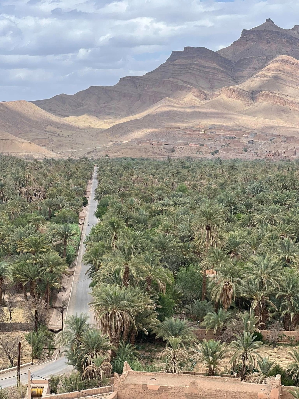 Dense palm grove with a town in the distance.