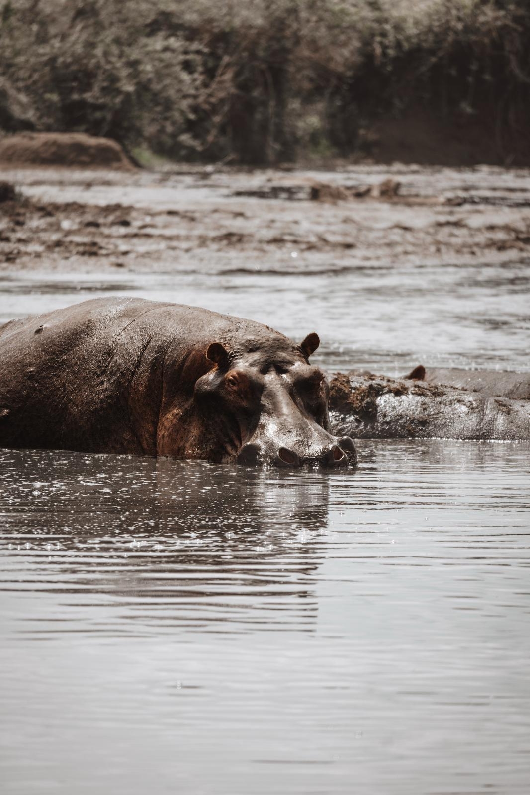Lo Mejor de 9 Días de Safari por Tanzania y Aventuras de un Día customer review photo 1