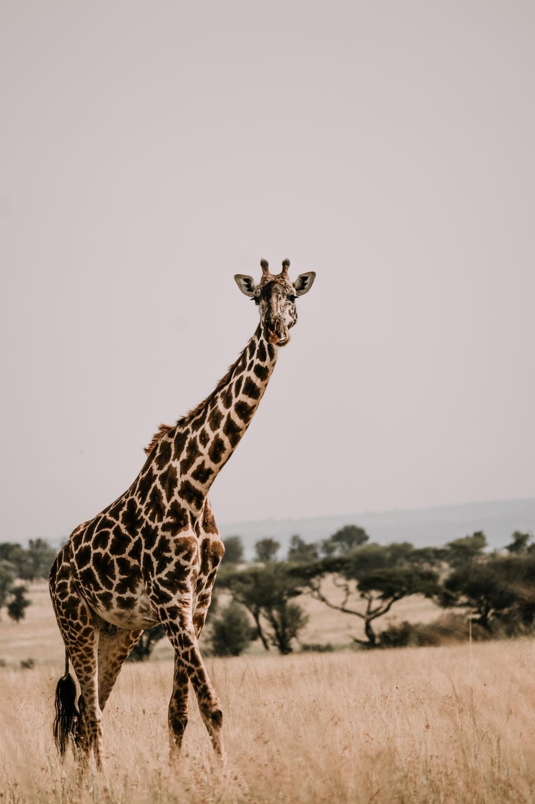 Giraffe standing tall in a savannah landscape.