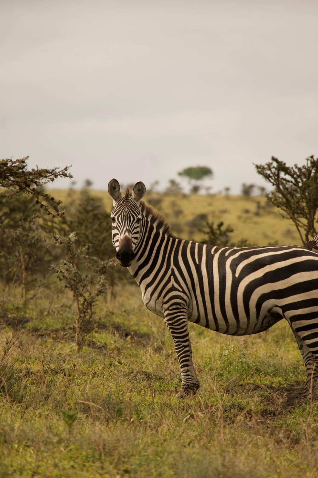 Lo Mejor de 9 Días de Safari por Tanzania y Aventuras de un Día customer review photo 3