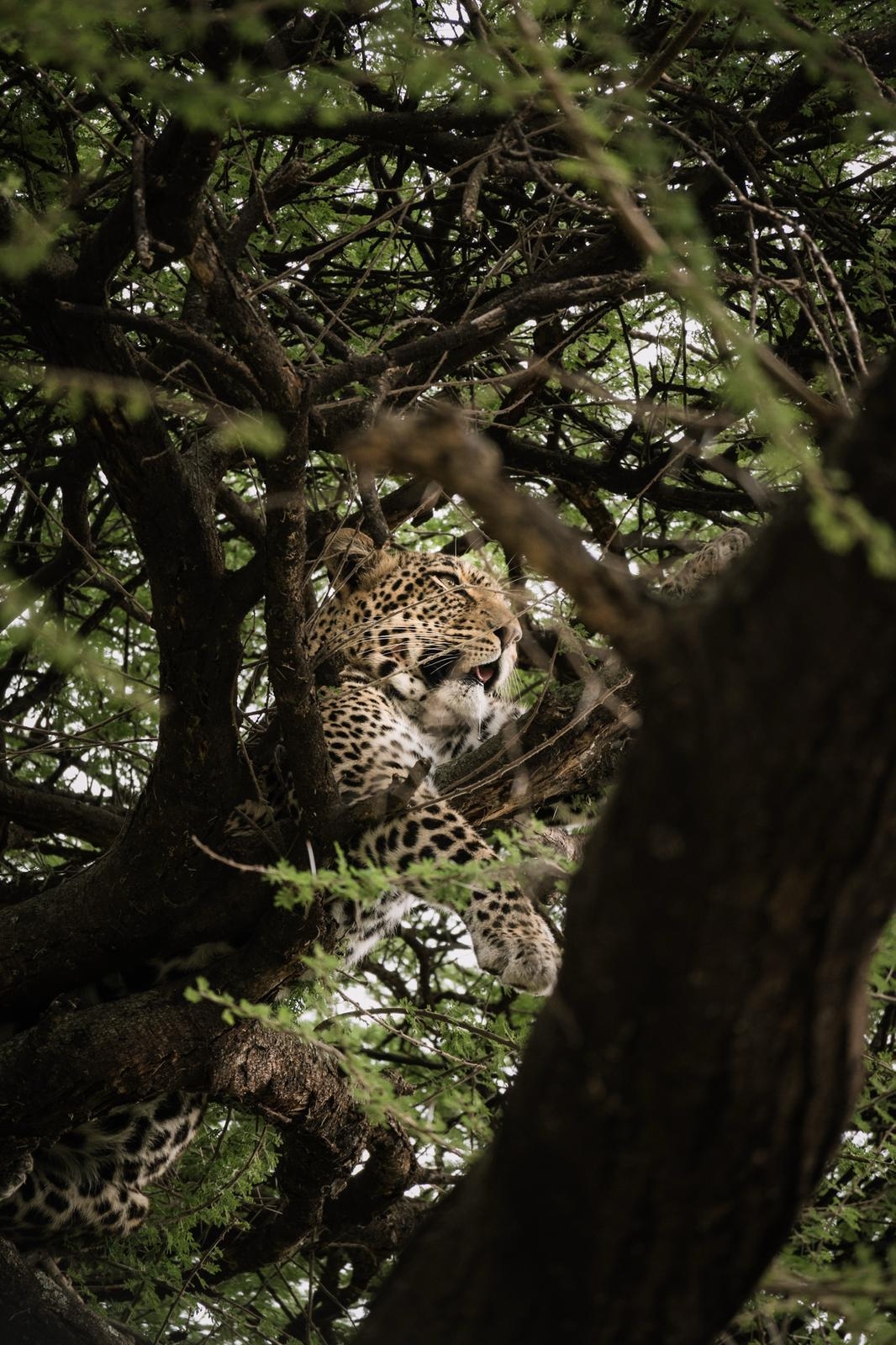 Lo Mejor de 9 Días de Safari por Tanzania y Aventuras de un Día customer review photo 4
