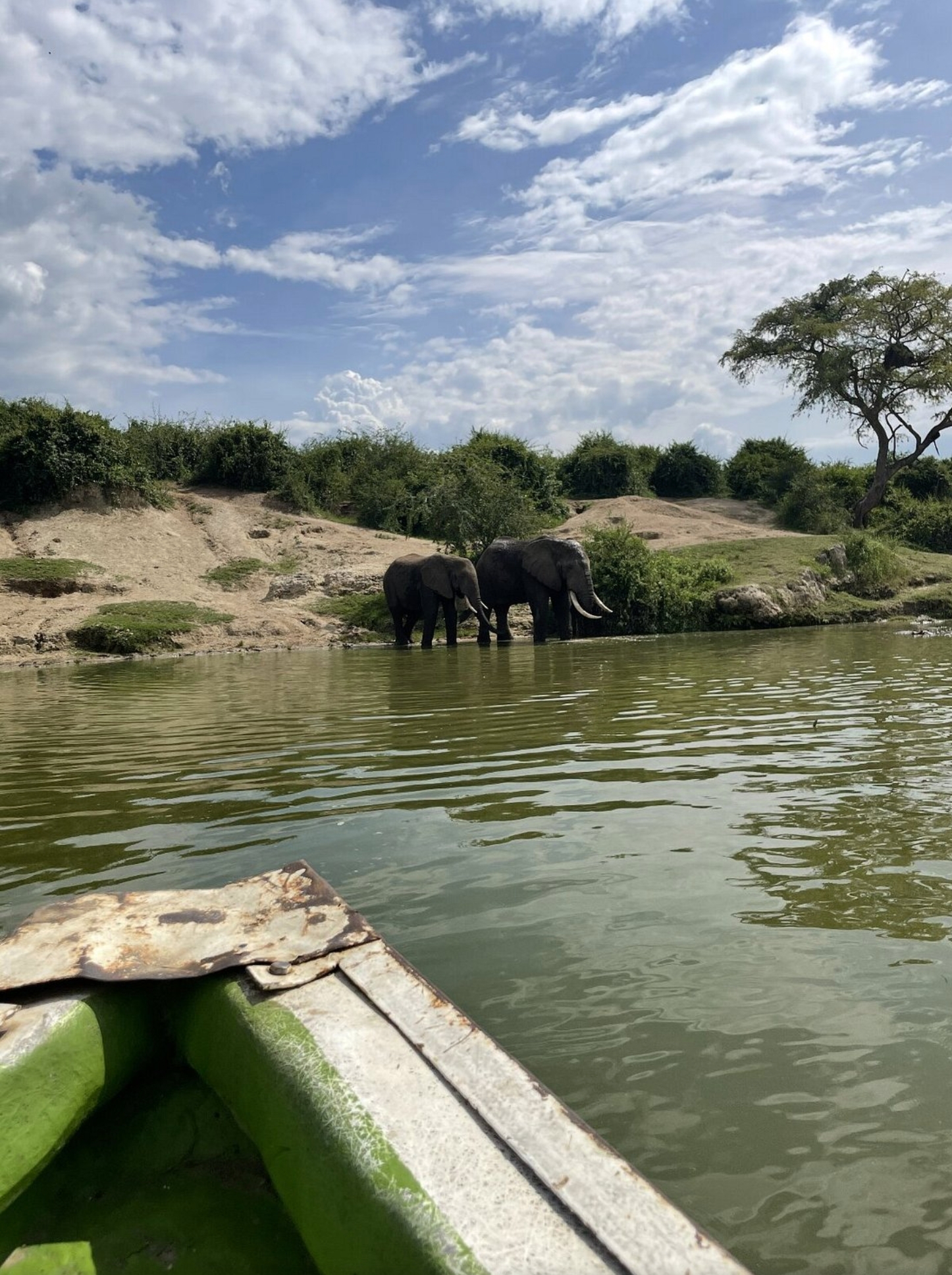 Two elephants at the water's edge in a natural park setting.