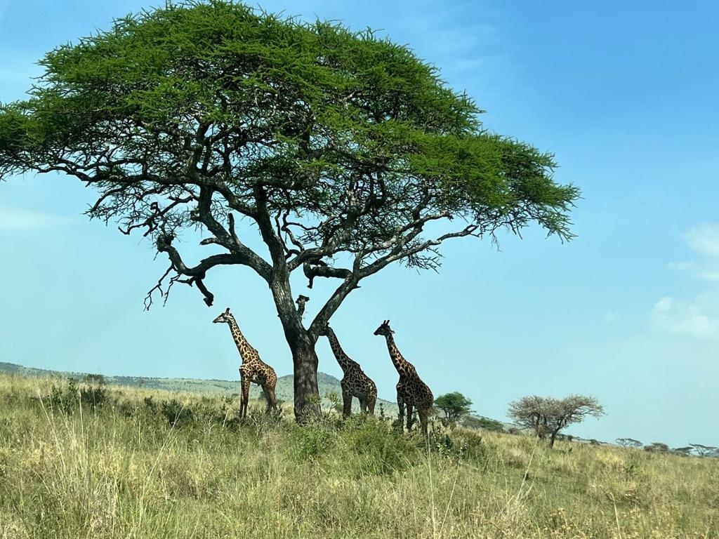 Safari cultural por la naturaleza en Tanzania customer review photo 1