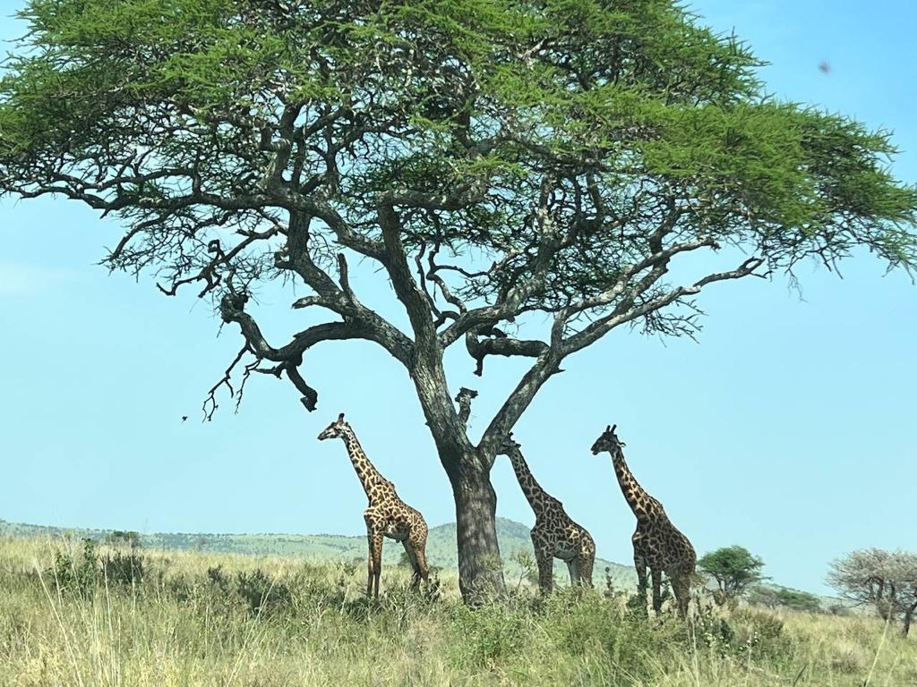 Safari cultural por la naturaleza en Tanzania customer review photo 2