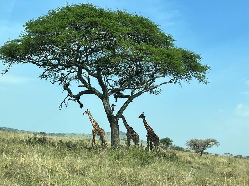 Safari cultural por la naturaleza en Tanzania customer review photo 3