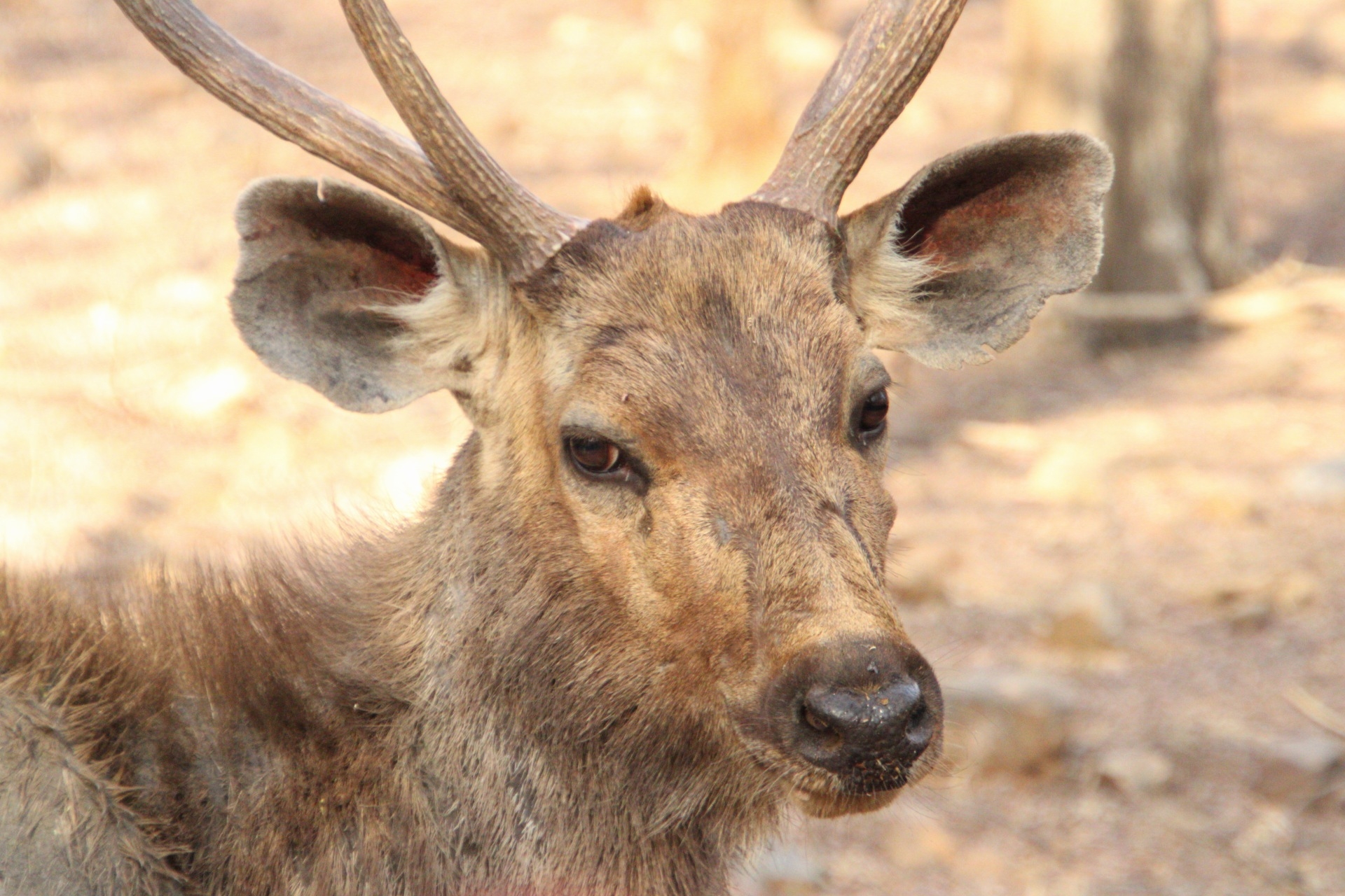 Golden Triangle Tour With Ranthambore With Luxury 4 Star Hotels customer review photo 1