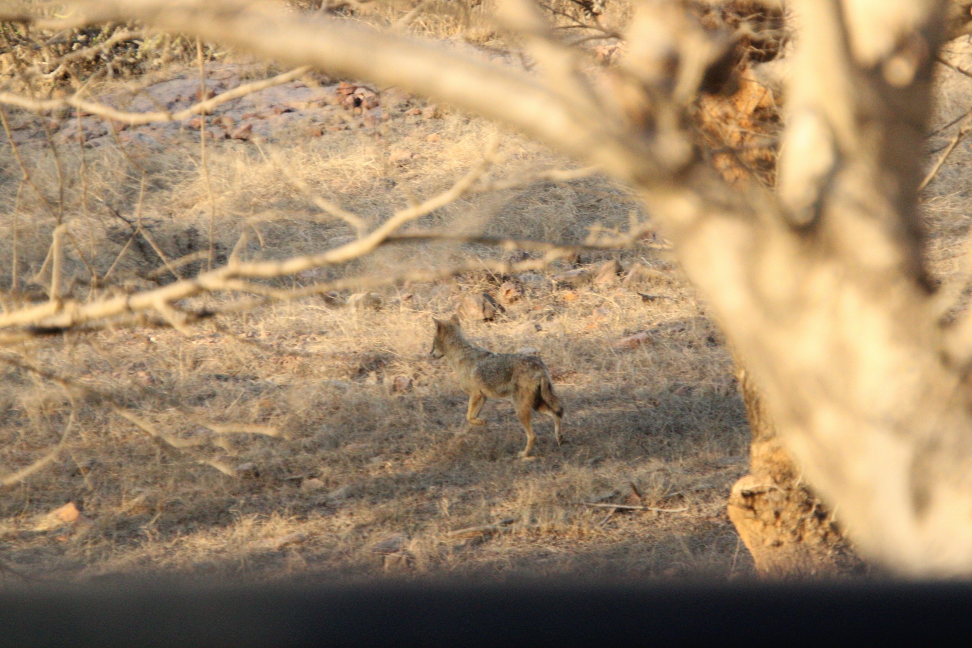 Golden Triangle Tour With Ranthambore With Luxury 4 Star Hotels customer review photo 2